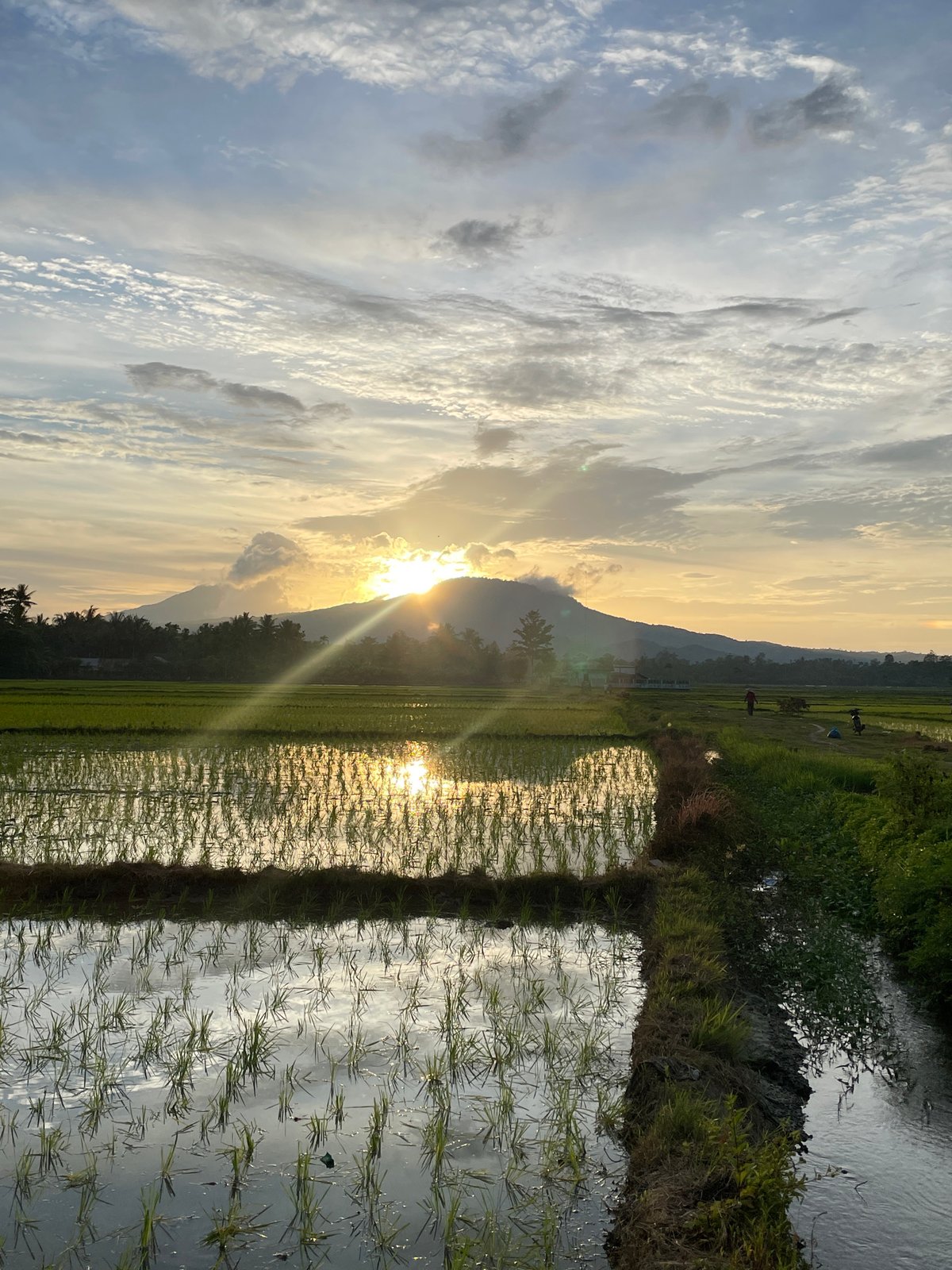 Rice paddies at work in rural Khang Tanjong, Indonesia