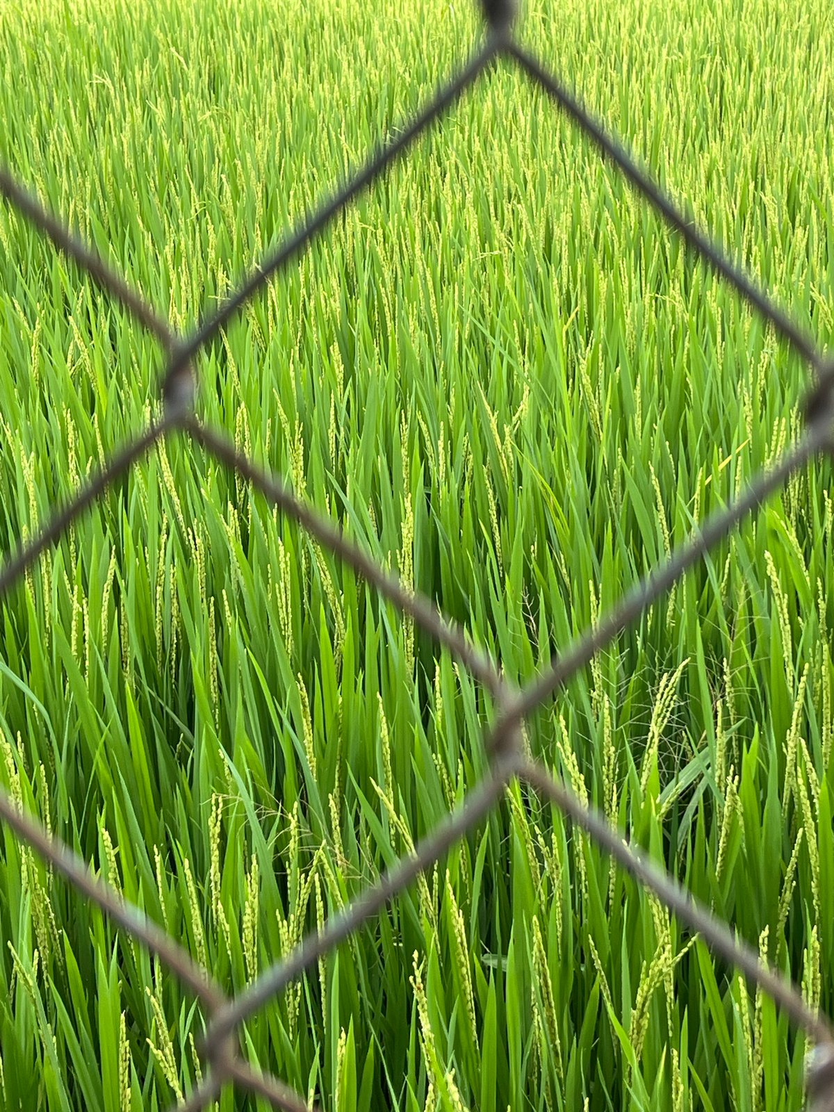 Rice paddy viewed through fence in Tây Nha Trang