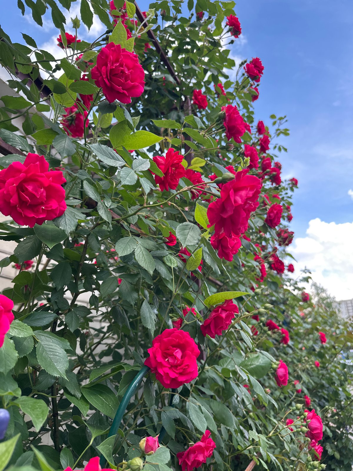Garden flower documentation with roses, clematis, and resting cat