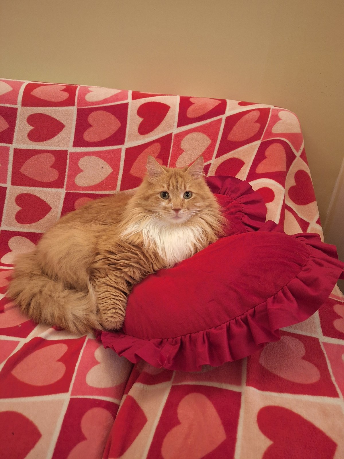 Orange cat rests beside tulip bouquet in Varna home