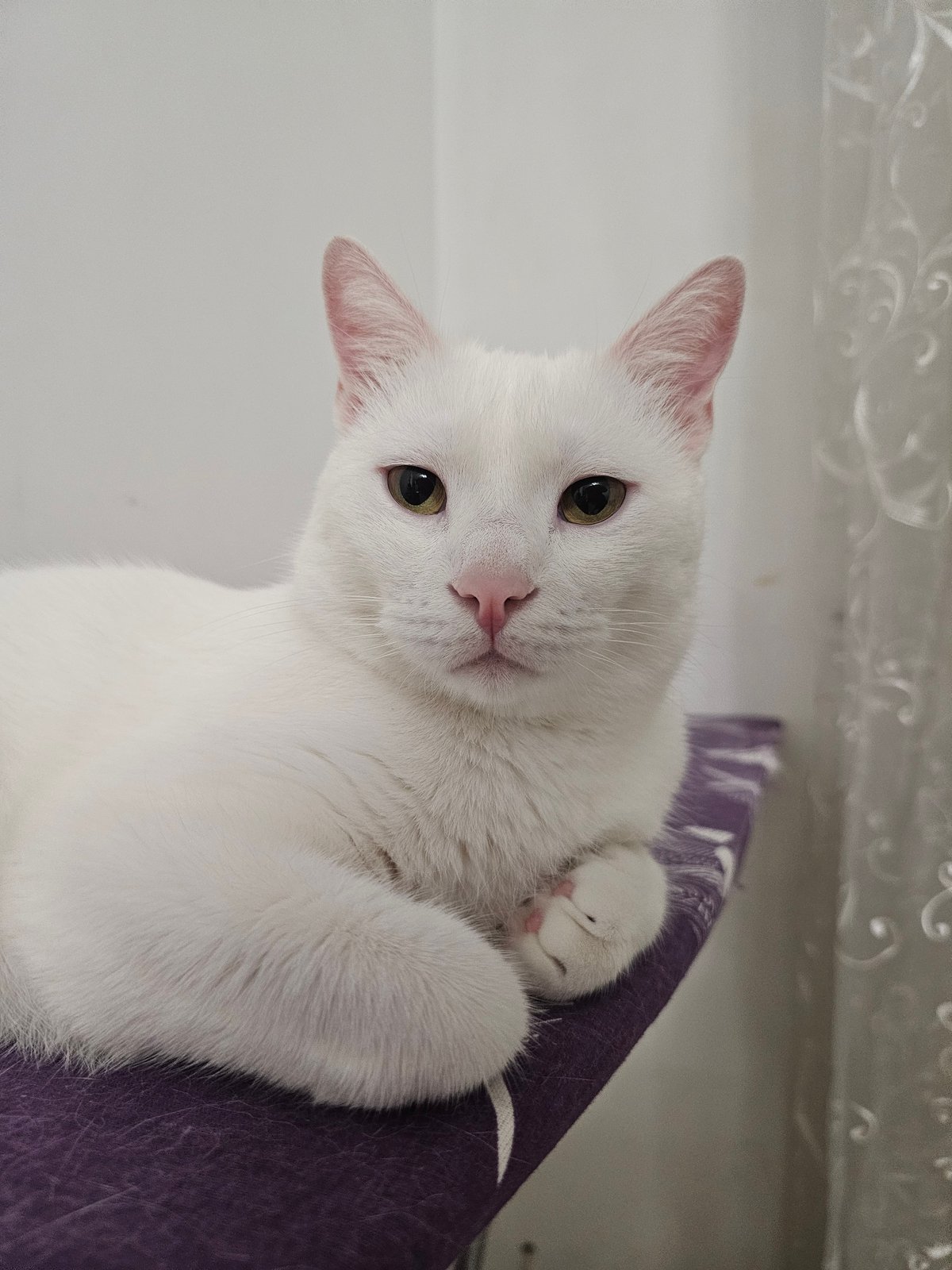 White cat claims a purple ironing board, fully unbothered.
