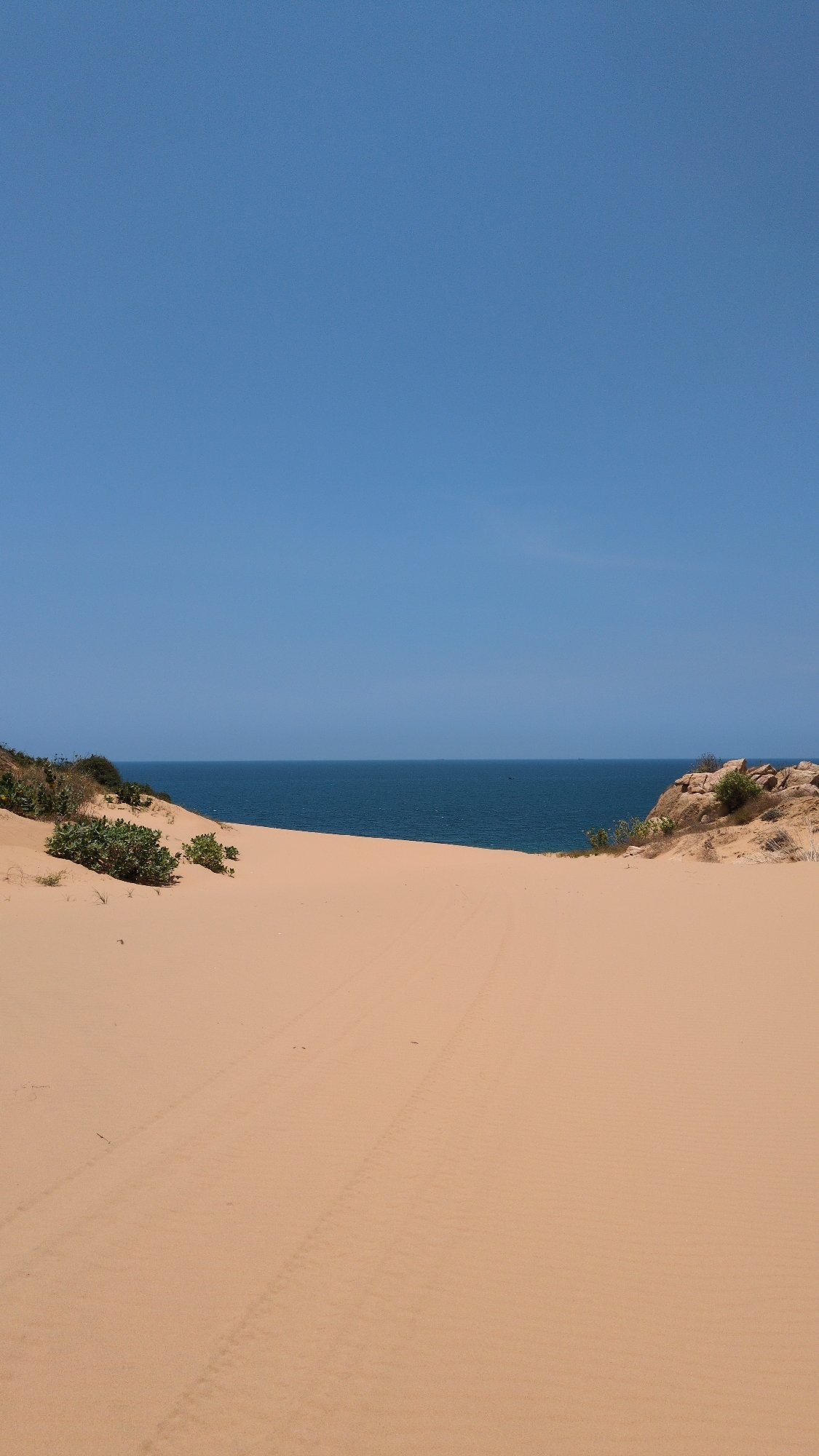 Purple flowering vines documented growing on sand dunes in Vietnam