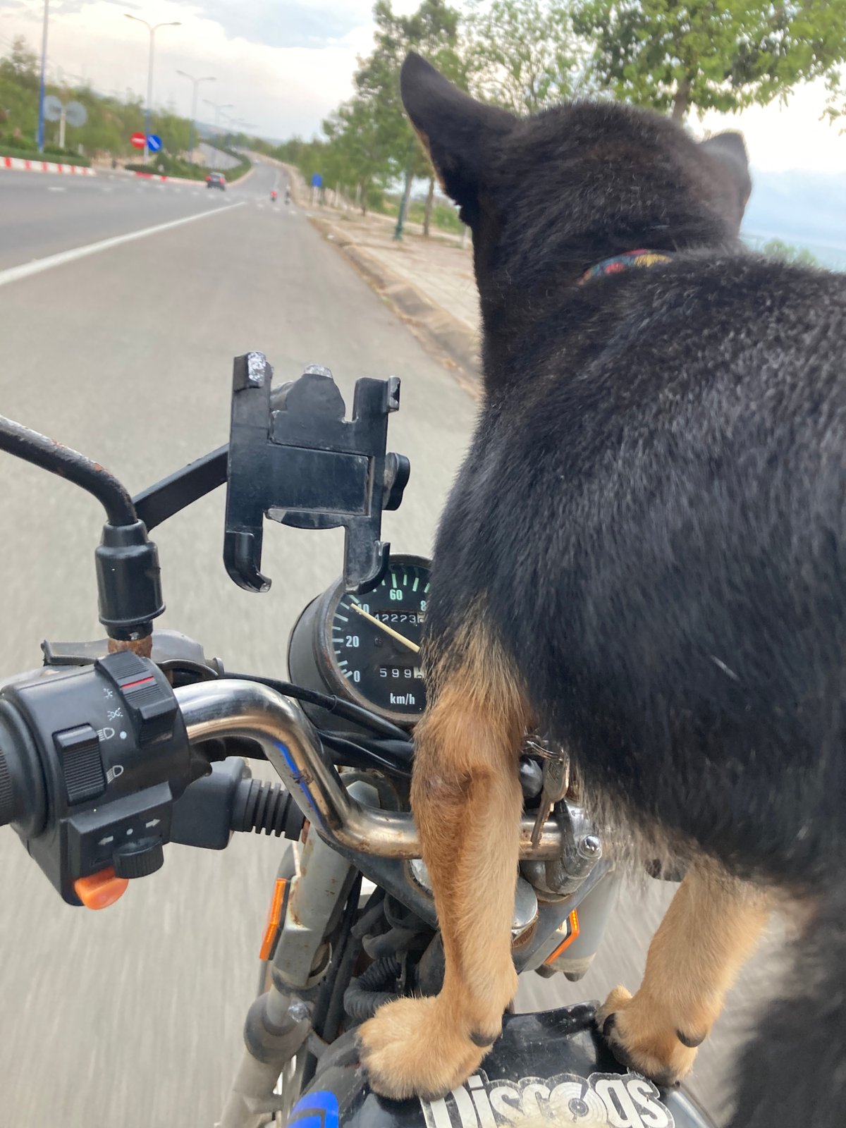 Dog rides motorcycle tank in Vietnamese ward