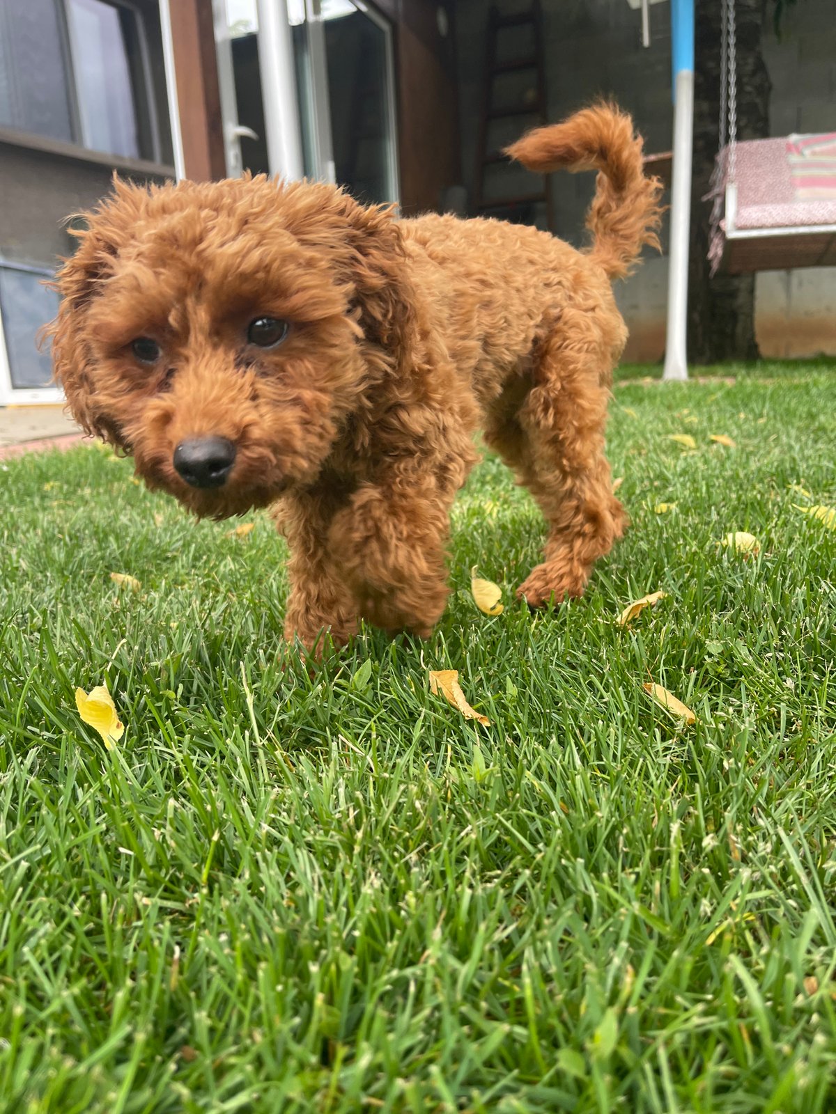 Sofia resident documents morning routine with curly-haired dog, cat