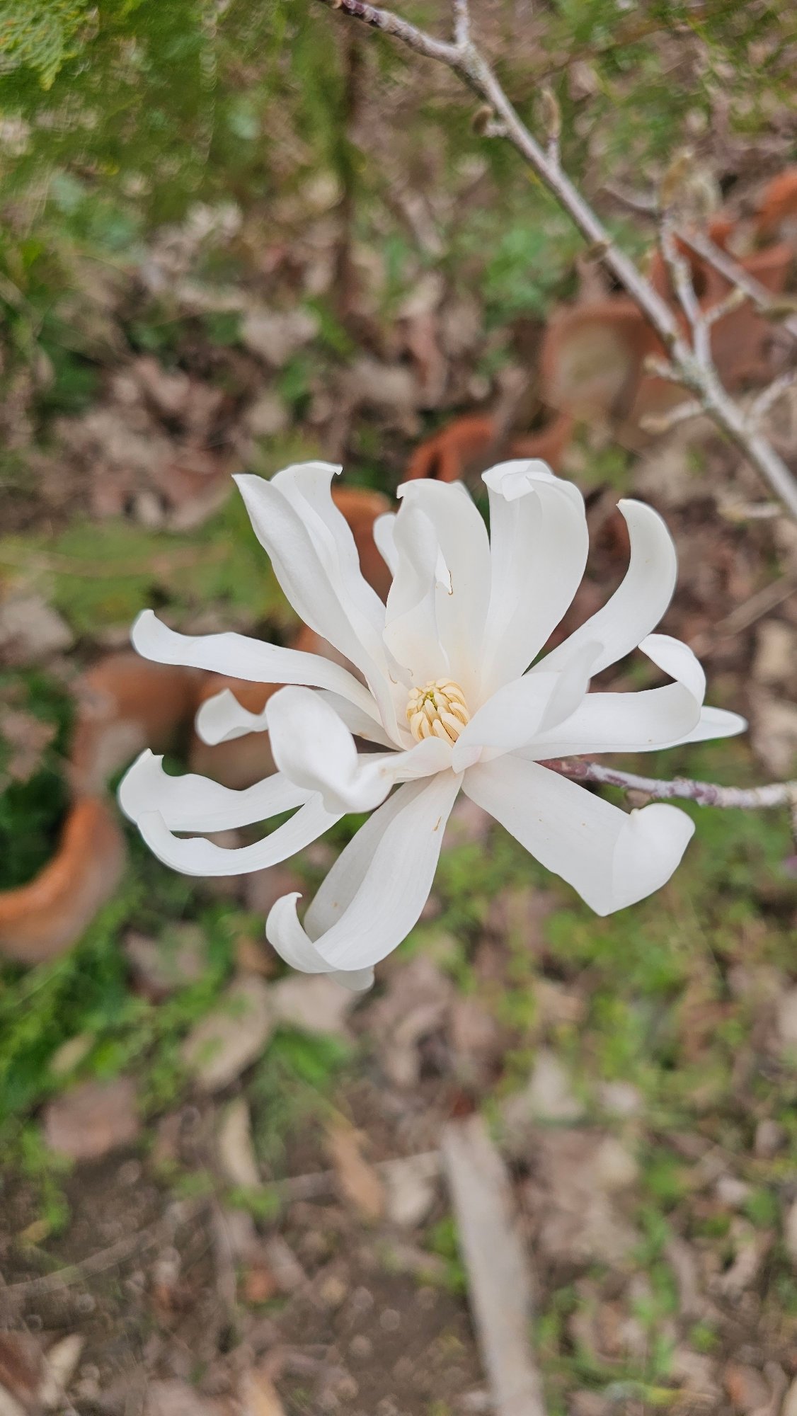 Star magnolia blooms captured in Bulgarian spring scene