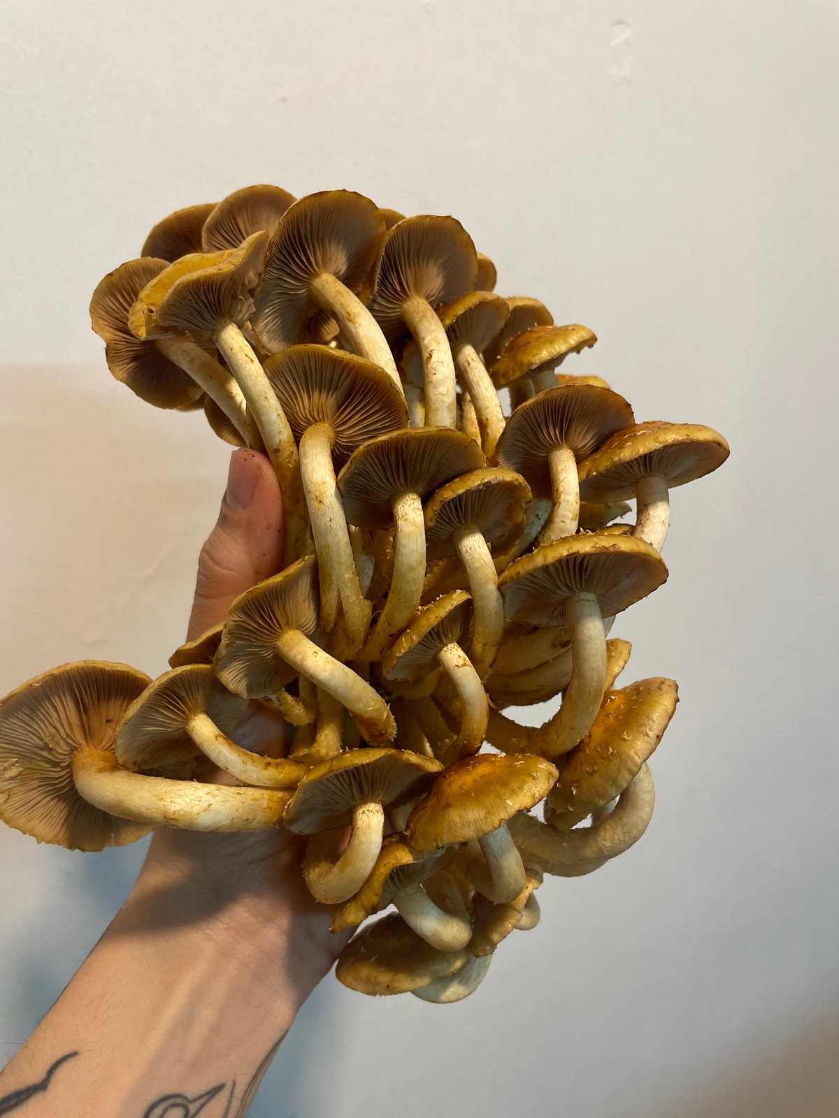 Mushroom varieties documented by witnesses in Ushuaia, Argentina