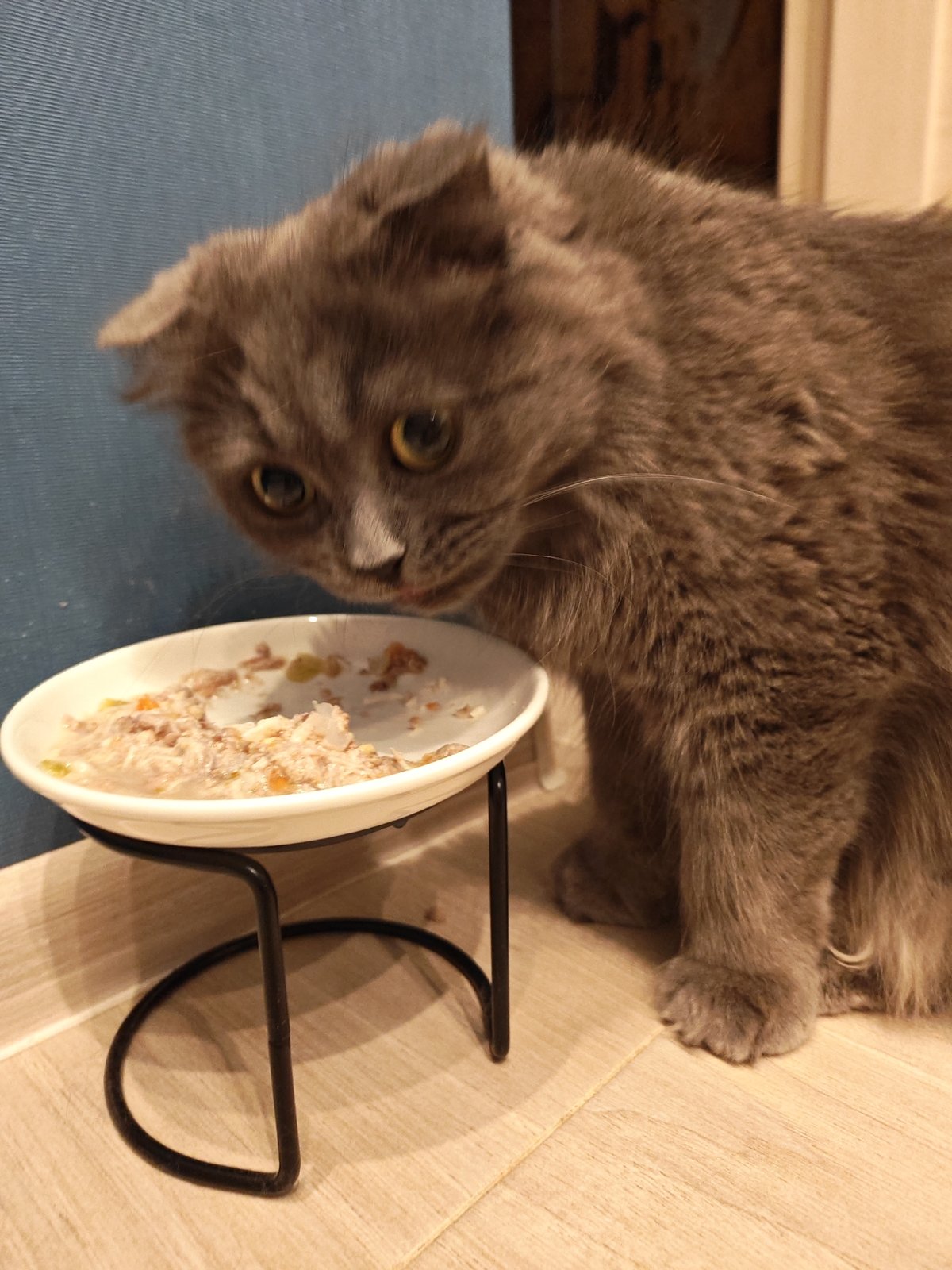 Two cats eating from elevated bowls in Bataysk