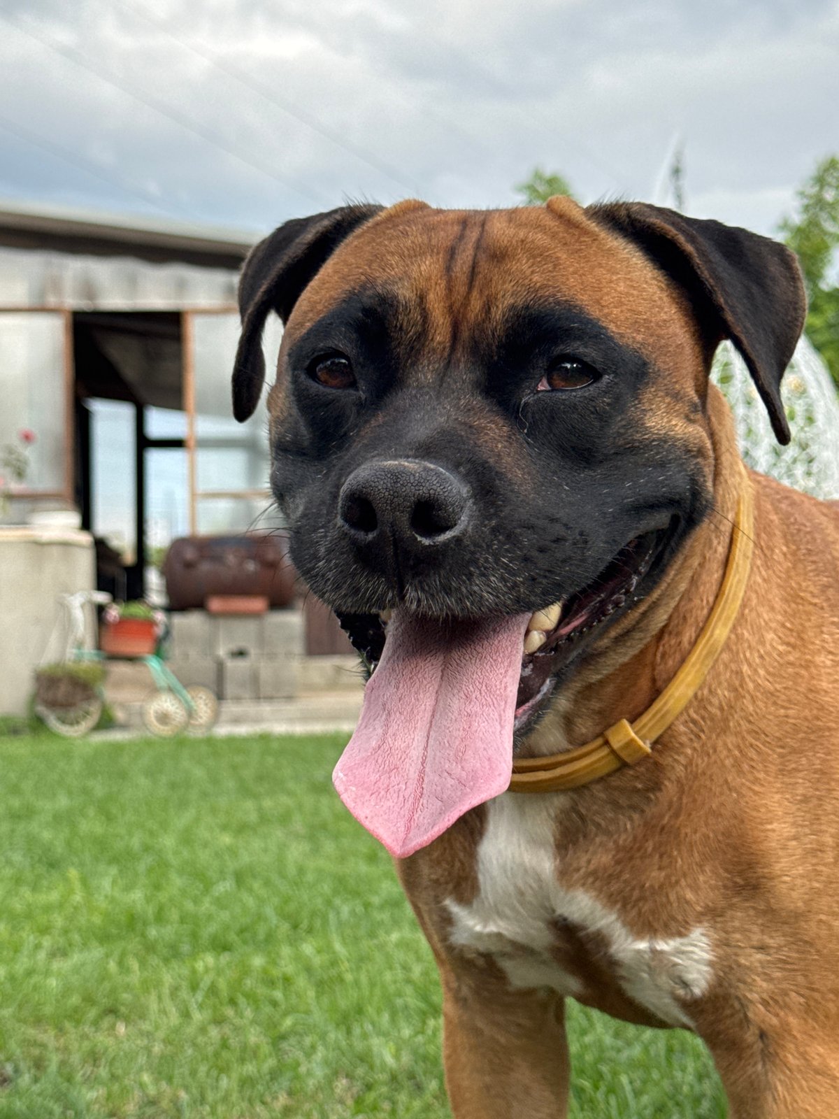 Backyard fetch game with Boxer dog in Chaikovsky