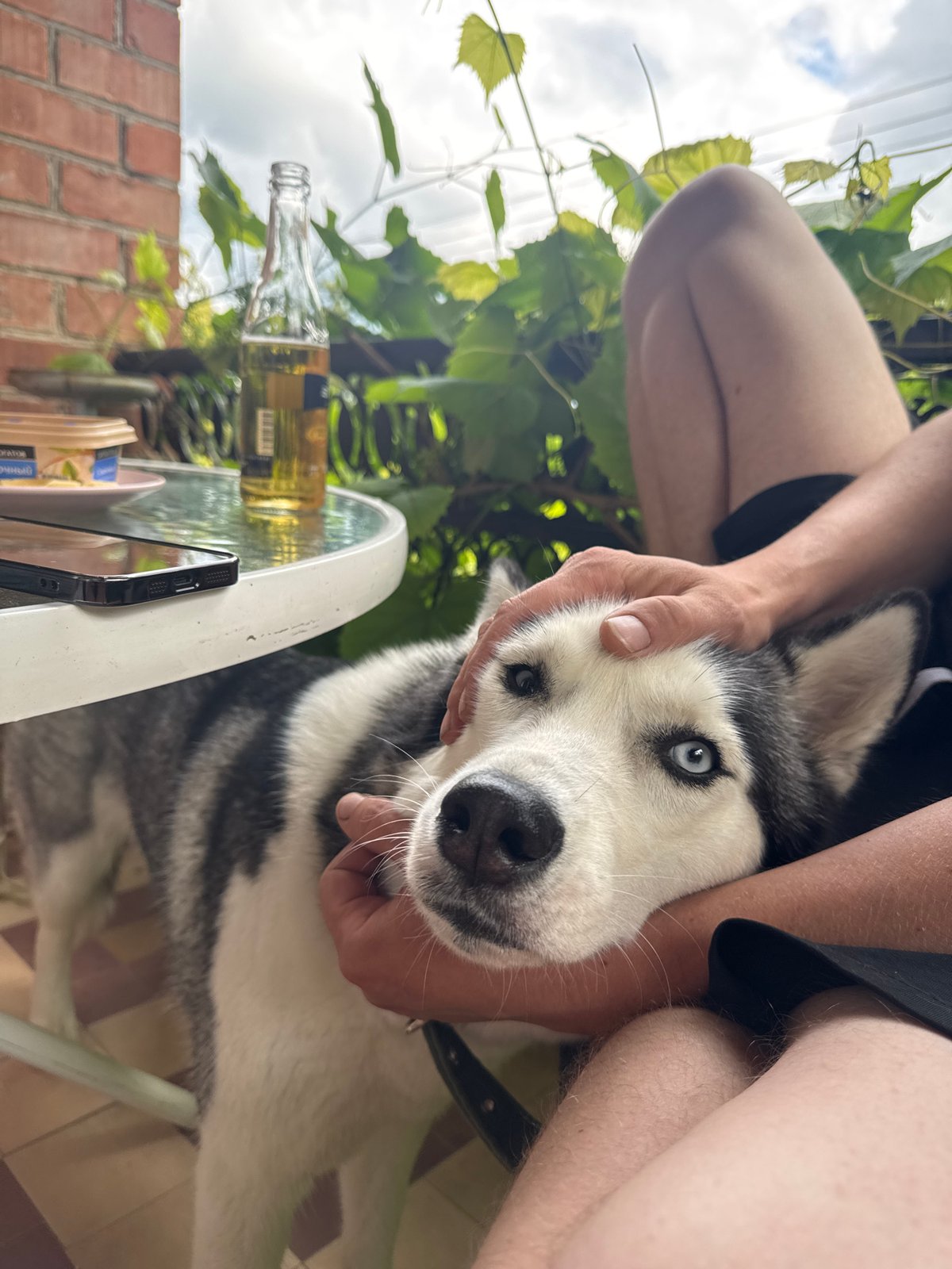 Morning outdoor scenes: woman, dog, residential views captured
