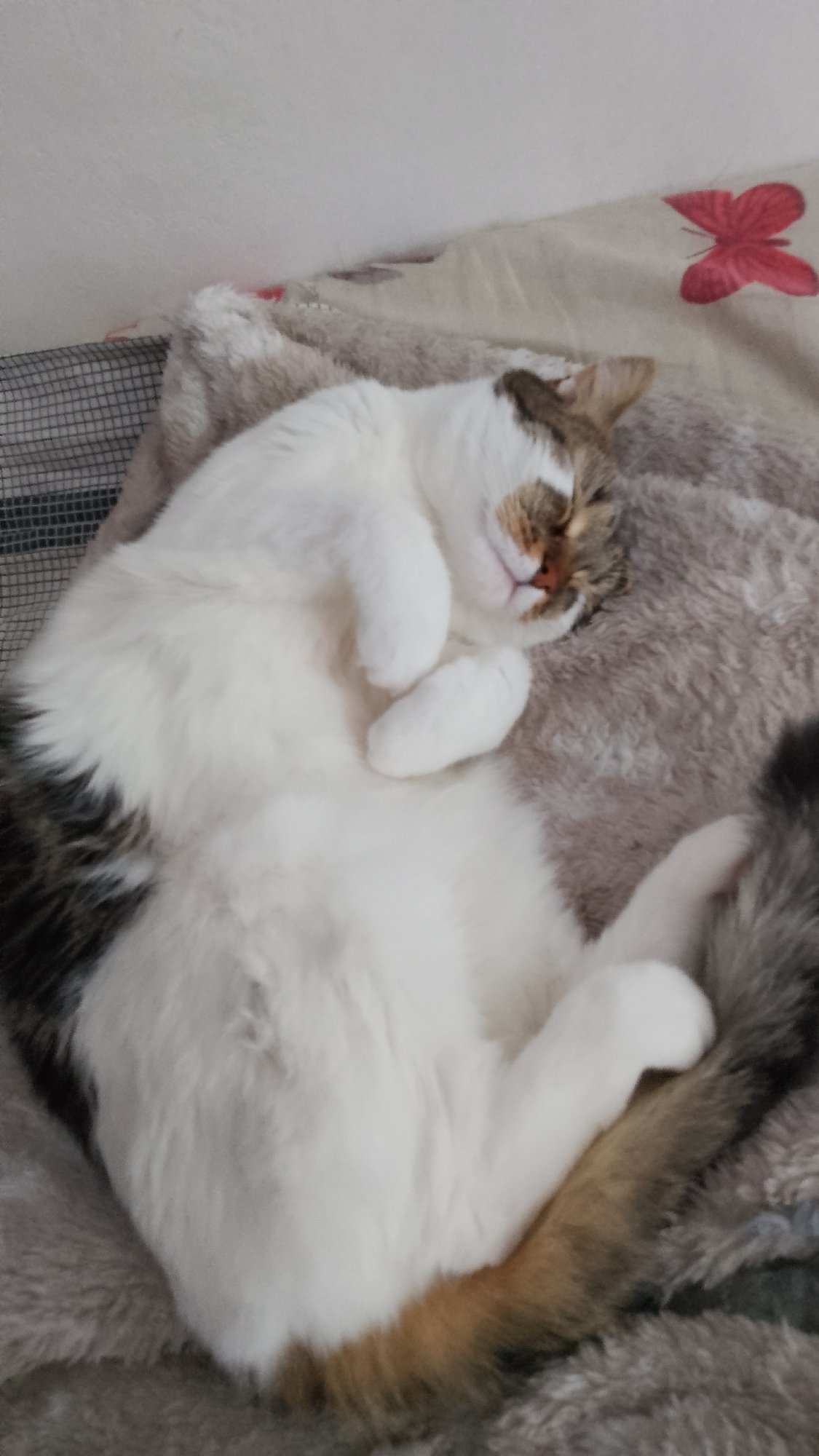 Cats nap peacefully on blankets in Bulgarian home