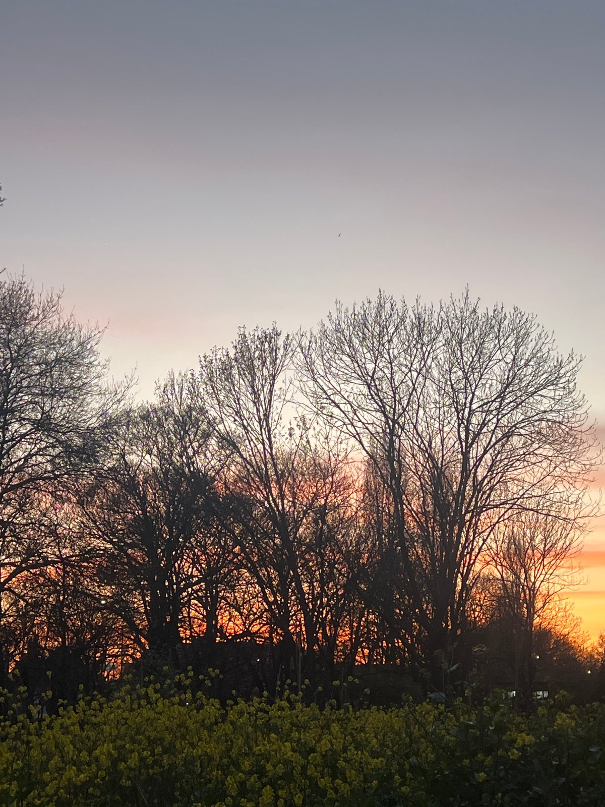 Sunset observed through bare trees with colorful sky transition