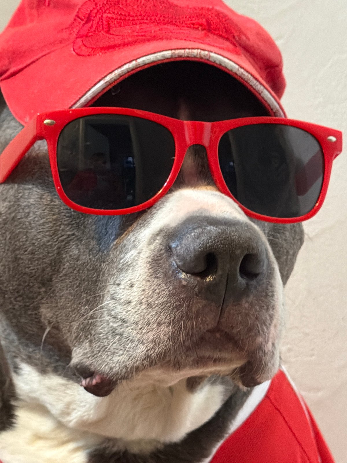 Dog in Benfica soccer gear spotted in Luxembourg