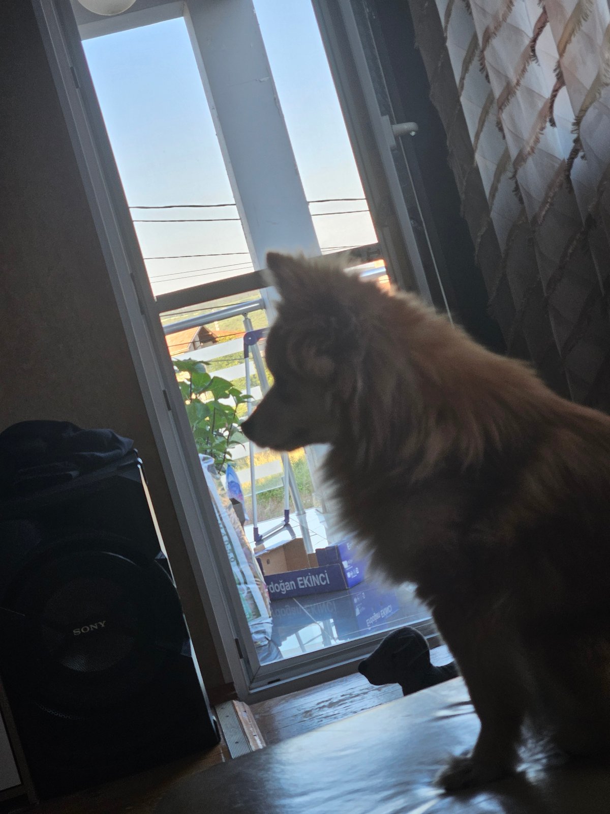 Dog rests during extended gaming and broadcast viewing session