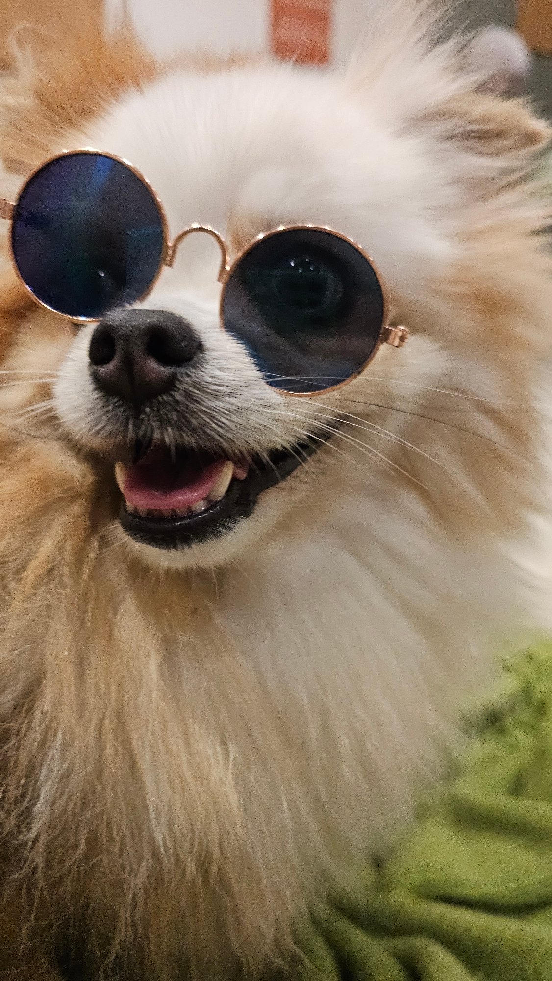 Pomeranians in tiny sunglasses, hanging out in Baan Chaweng