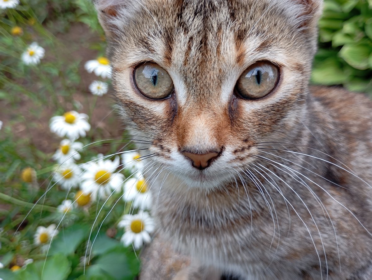 Tabby cat explores a garden fence in rural Russia