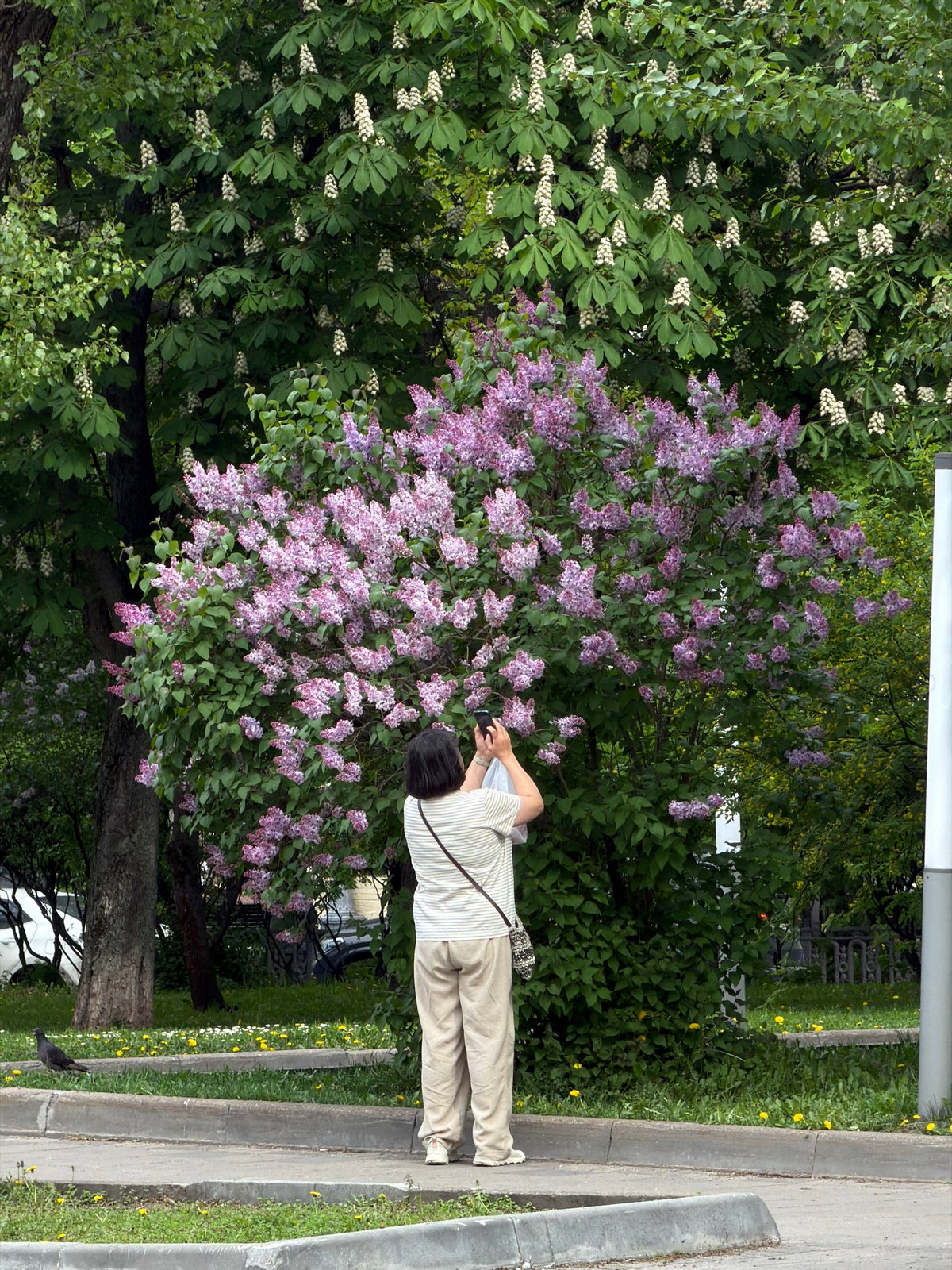 Person photographs lilac bush on Moscow sidewalk