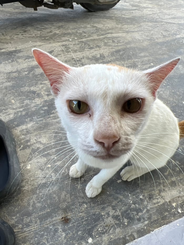 Cats and animals spotted in peaceful moments across Vietnamese villages