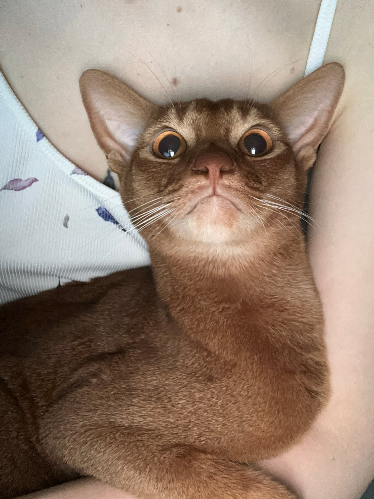 Ginger cat photographed resting on person's chest in Kazan