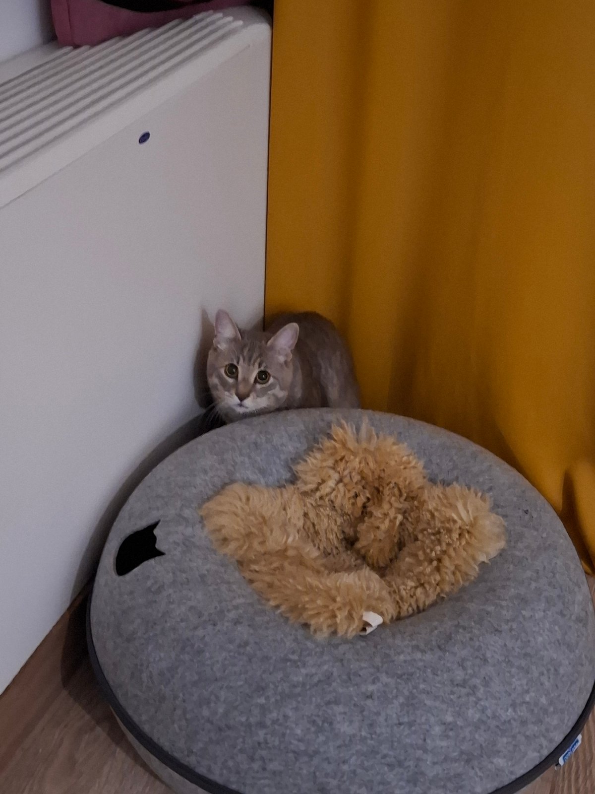 Curious tabby cat spotted in multiple indoor locations