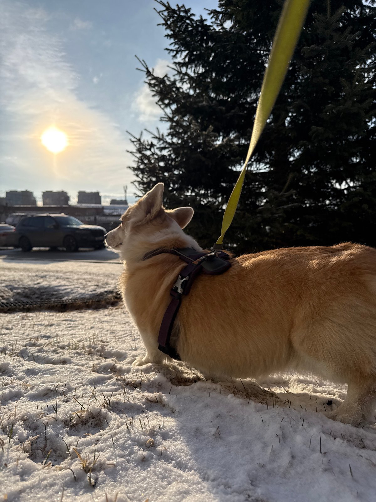 Dog walker takes corgi through snowy Krasnoyarsk streets