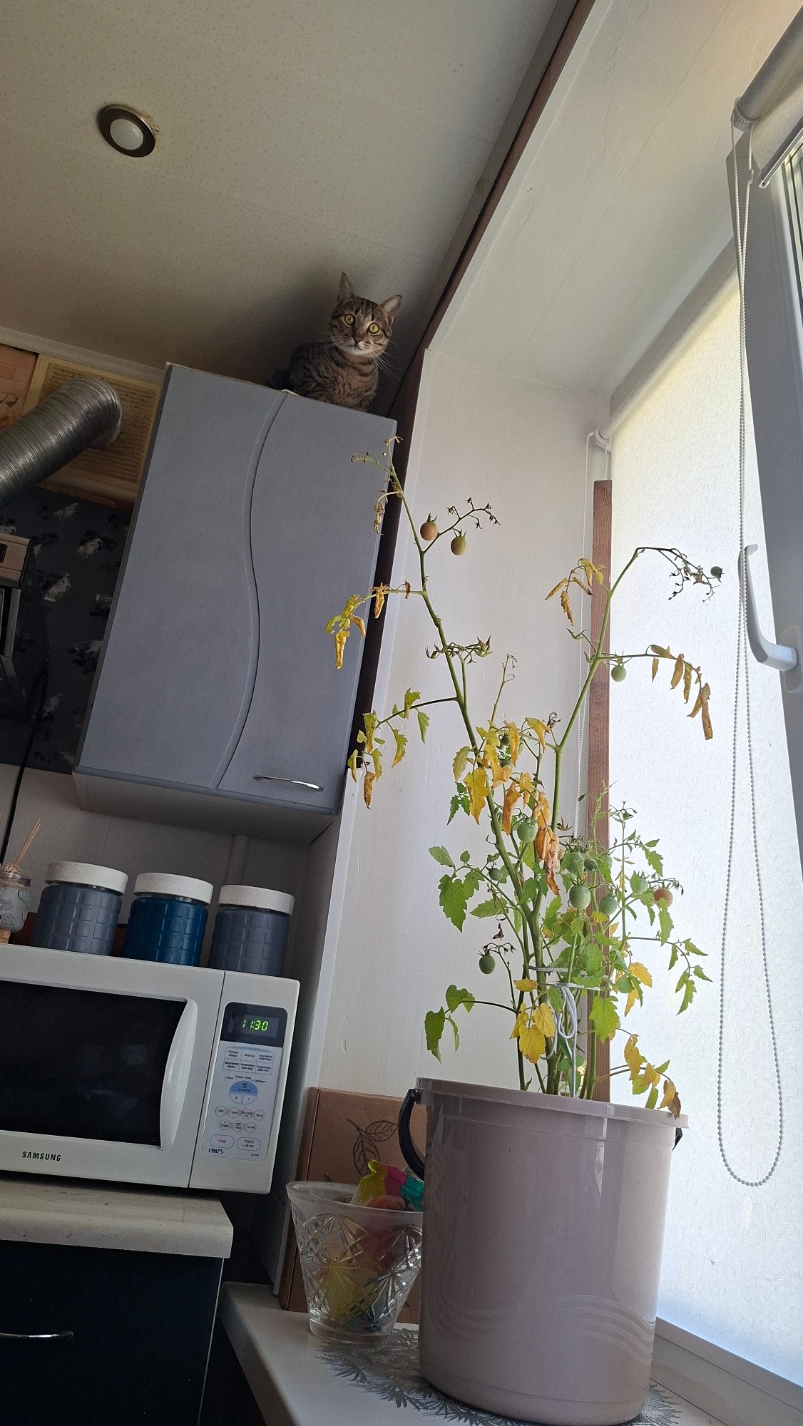 Cats ruling a Belarusian kitchen on a summer morning