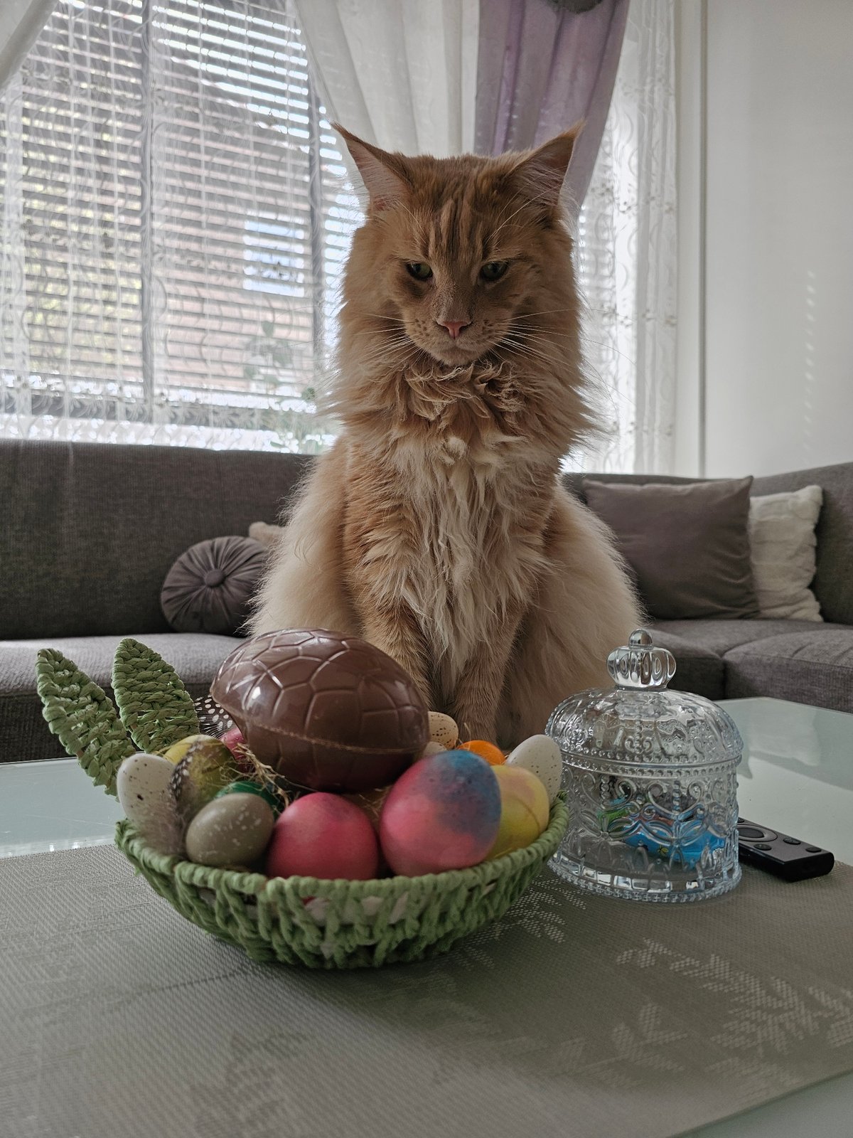 Rotterdam household Easter morning with cats and caged lovebird