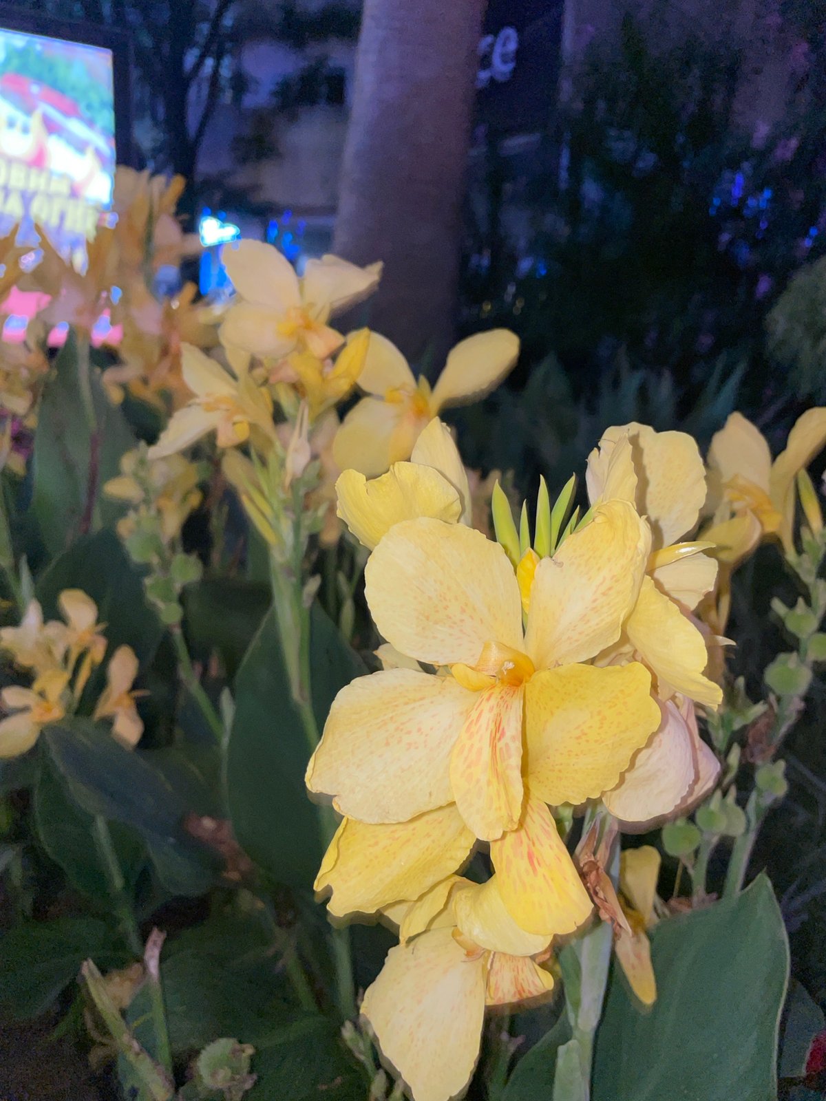 Sochi promenade at night: roses, raccoons, and lit-up streets