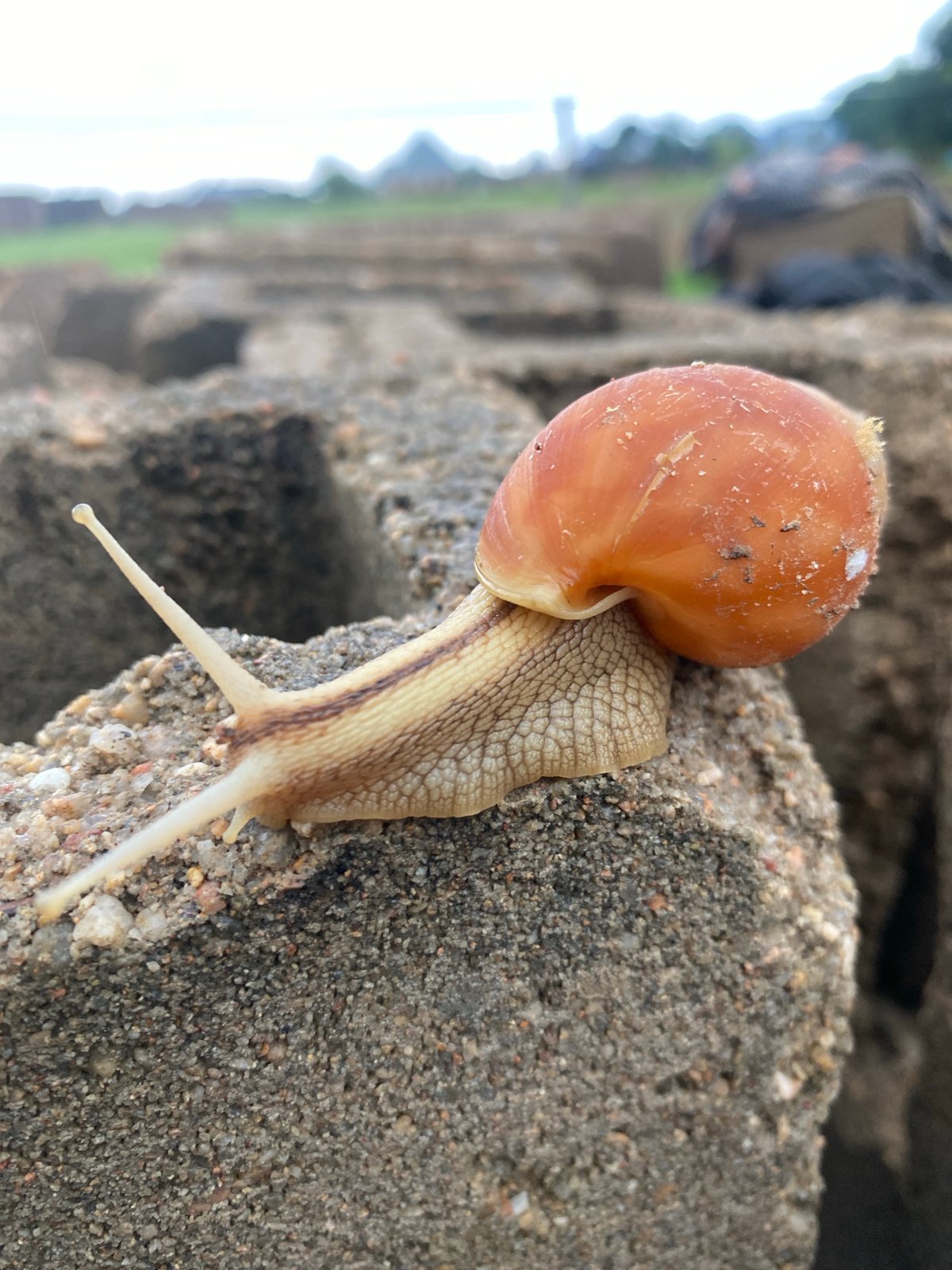 Ground-level nature details from a rural morning in Jalingo