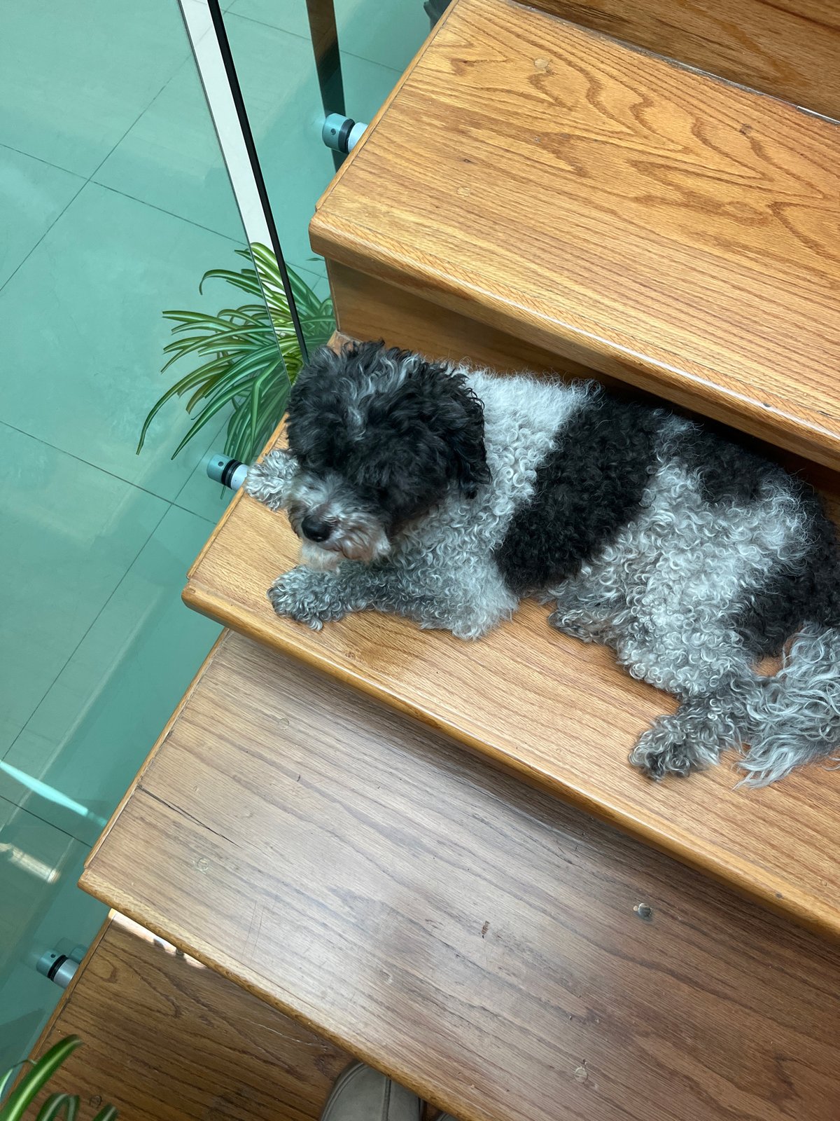 Small poodle rests on wooden stairs in Mexico neighborhood
