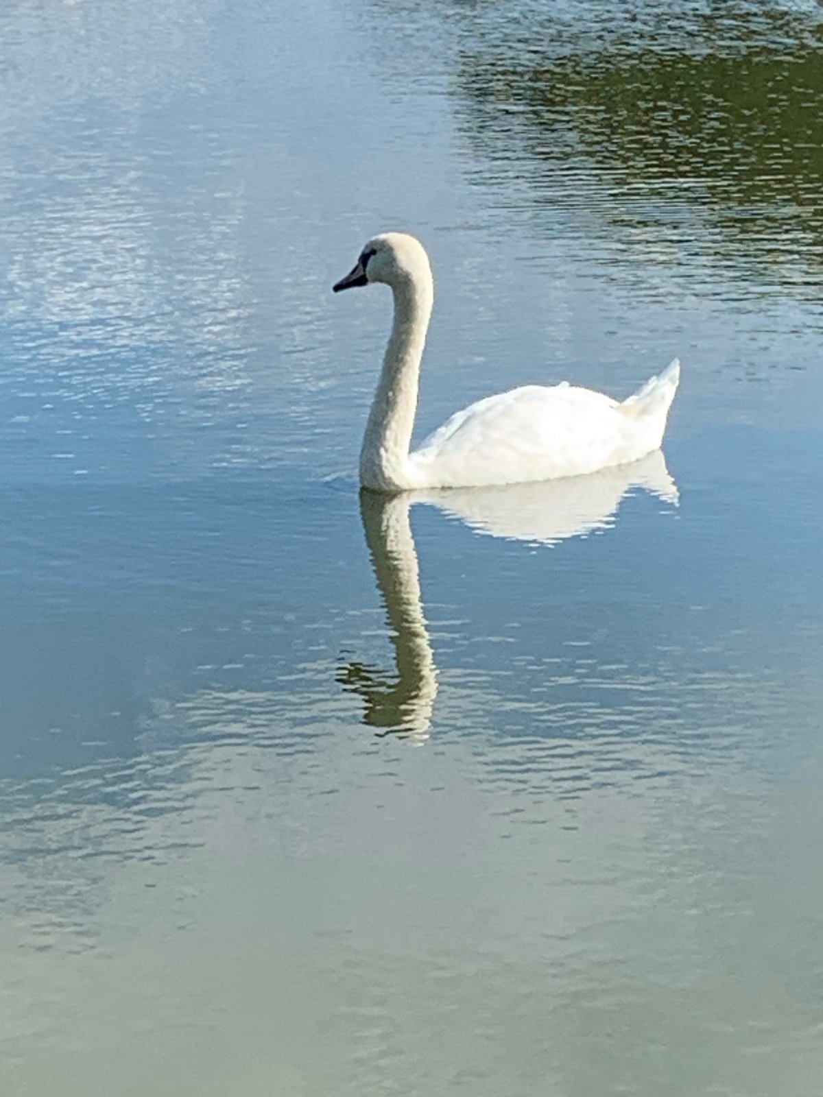 Swans, ducks, a dog, and a cat near a Kolomyia lakeside