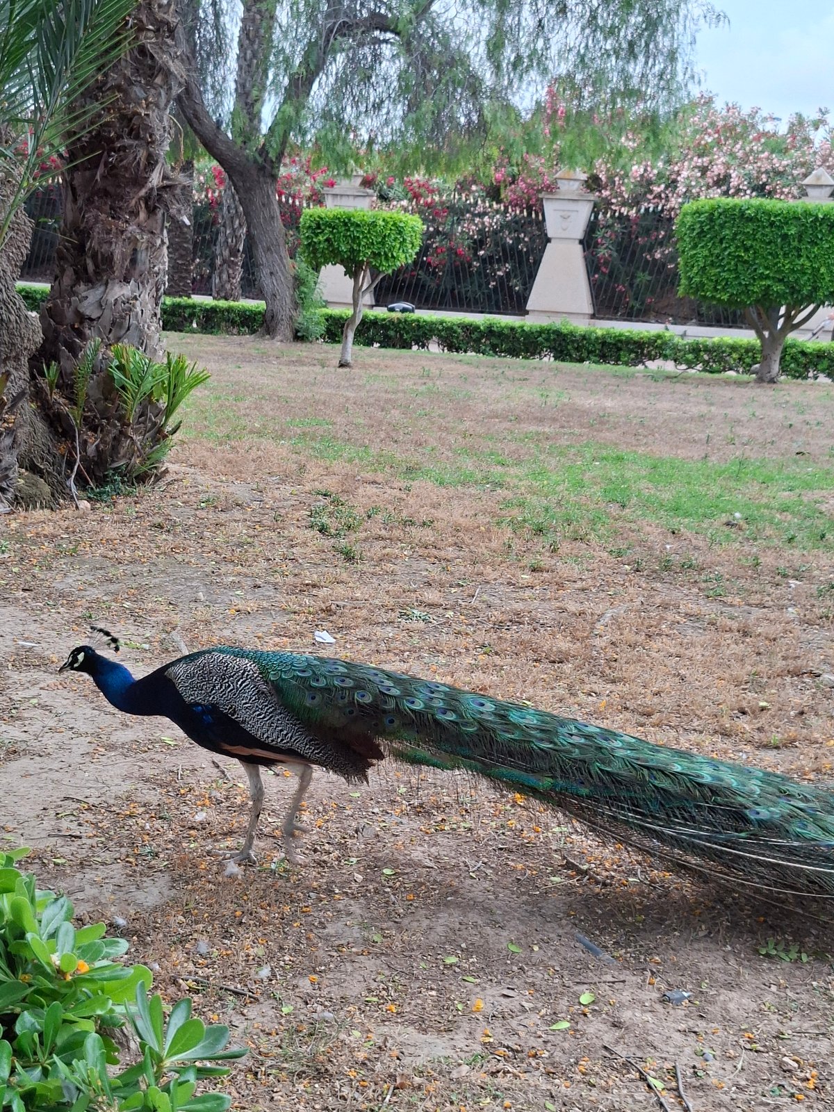 Peacocks and wildlife roaming a public park in Torrevieja