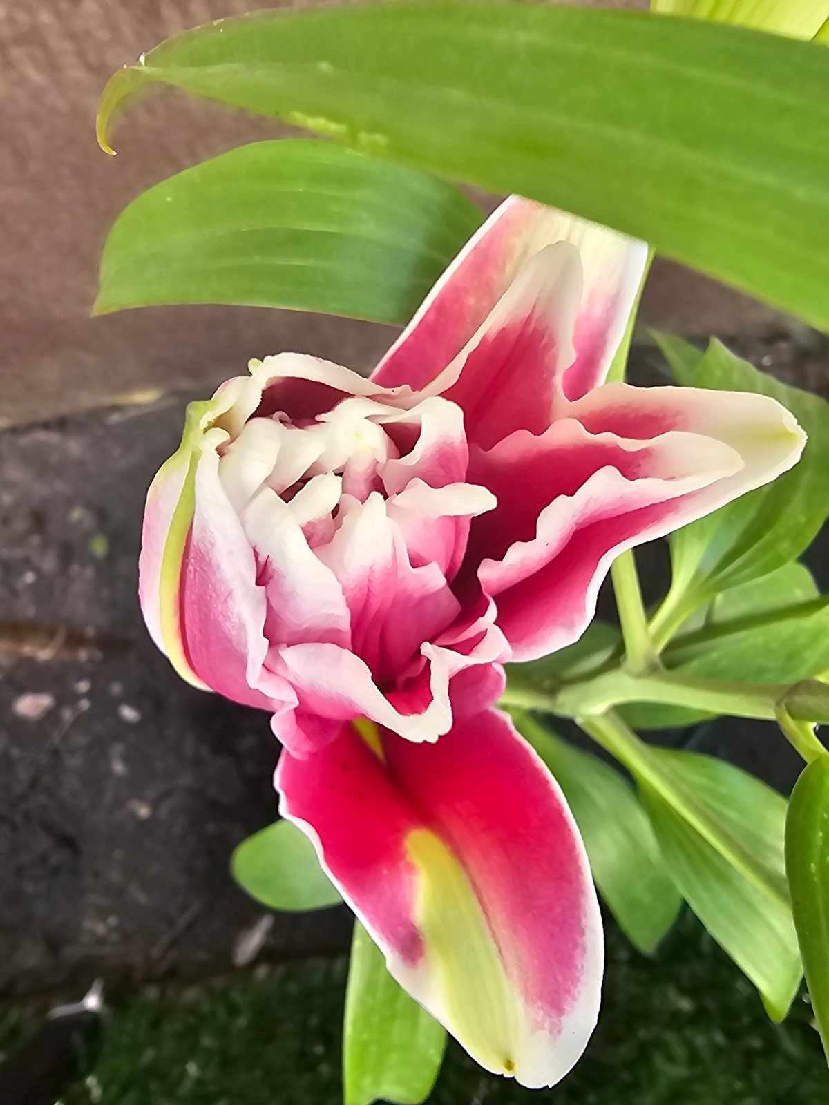 White and pink lilies in bloom, Bălți, Moldova