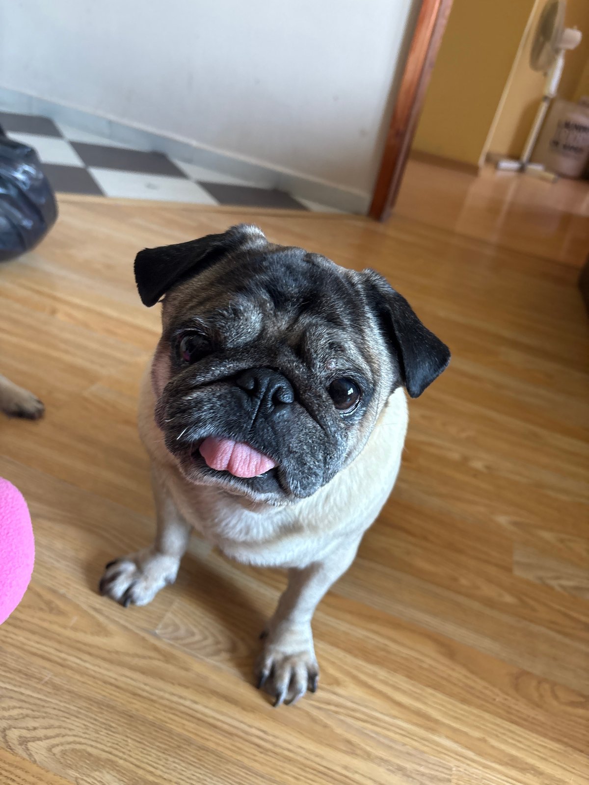 Woman documents morning with selfies and pet pug
