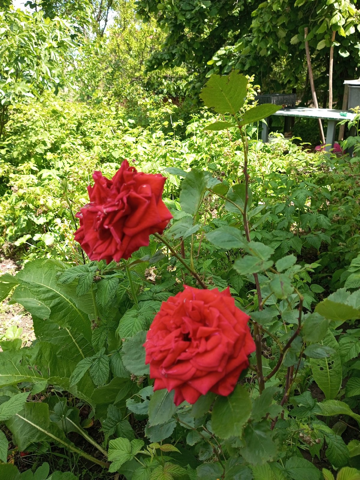 Rural garden life documented in Ukrainian village