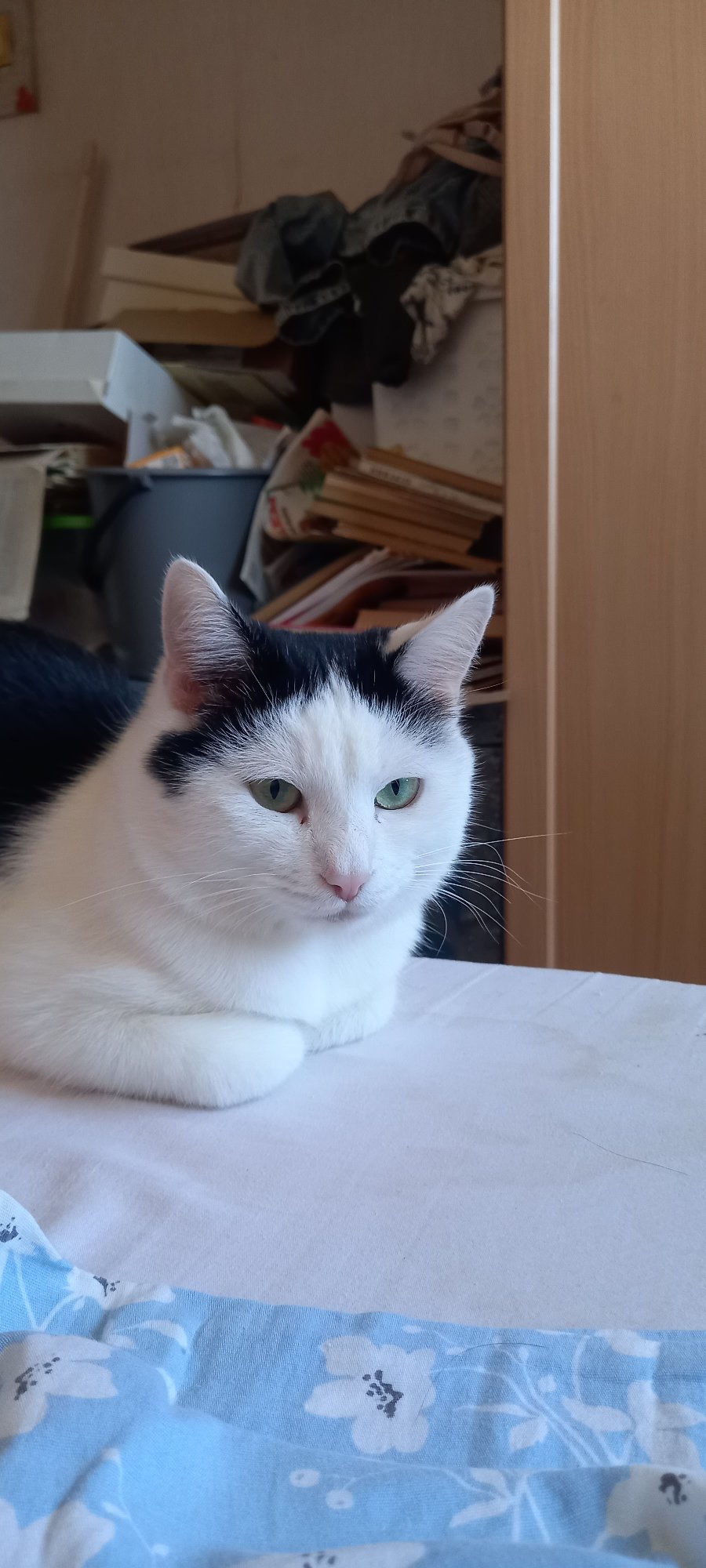 Cat, bed, and a cluttered windowsill in an Izhevsk apartment