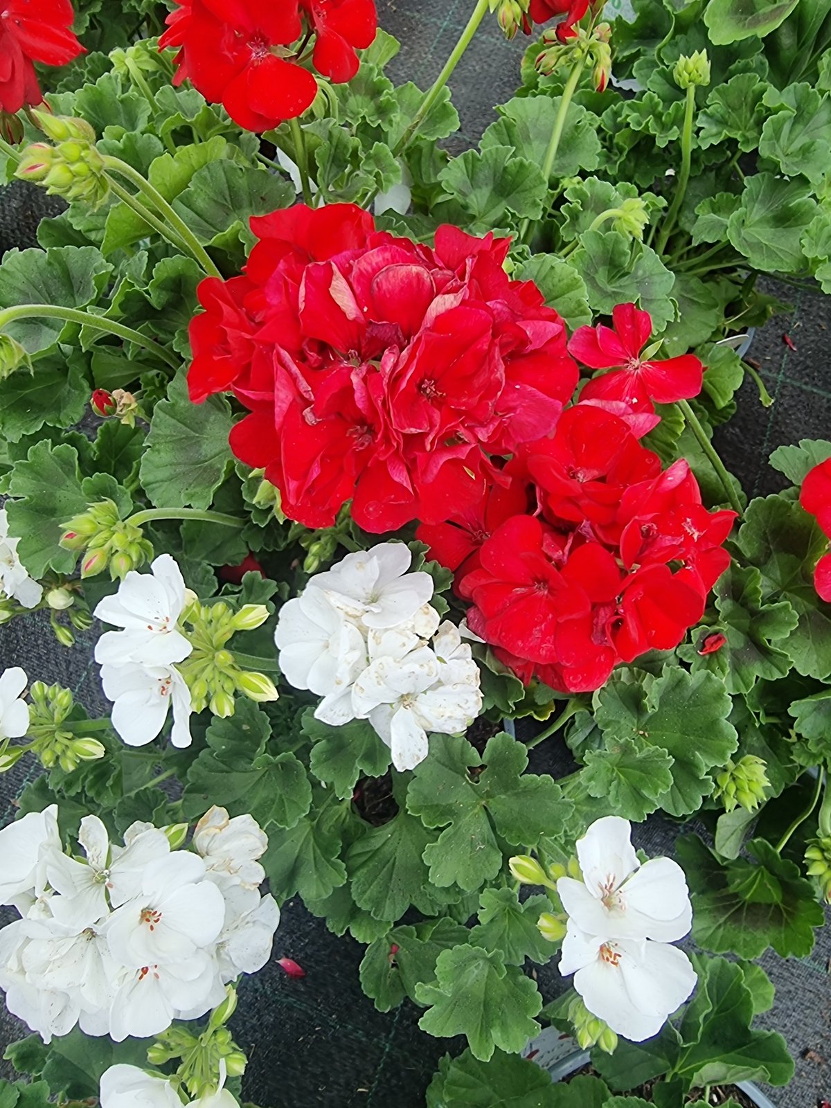 Garden centre browse: live plants, artificial flowers, Wootton