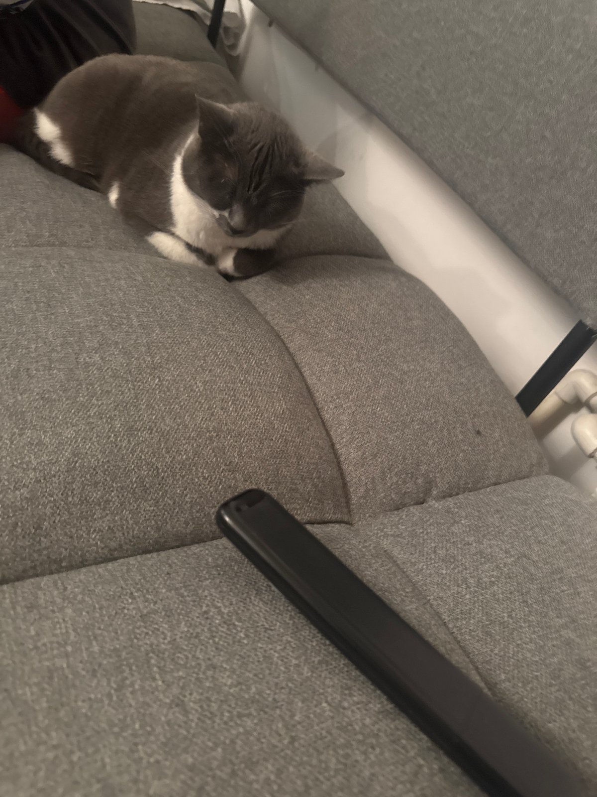 Lazy evening in with a gray cat and soccer on the laptop
