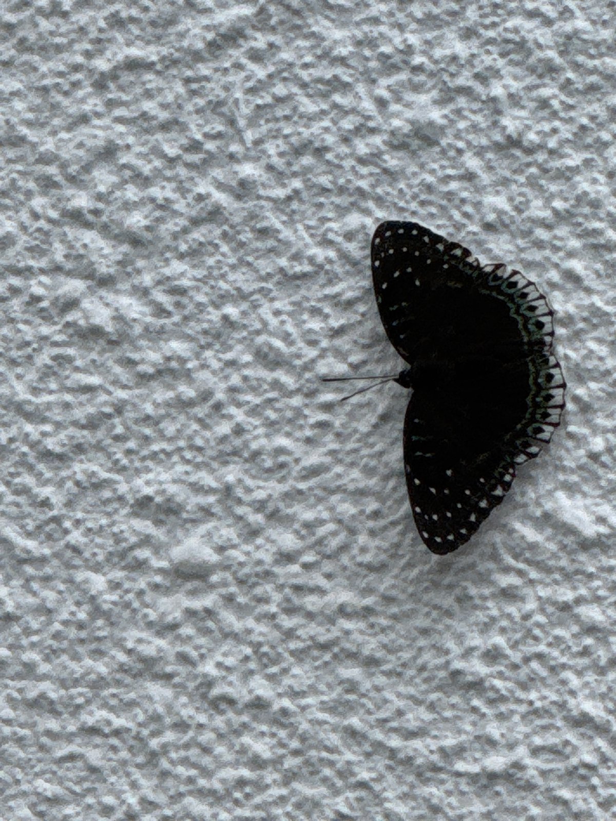 Dark butterfly spotted on white wall in Da Lat
