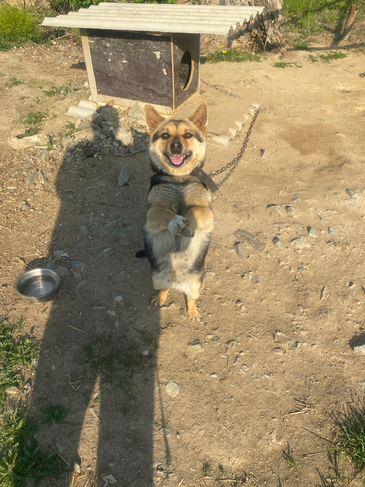 Spring morning scenes captured in Artyom: dog, flowers, construction
