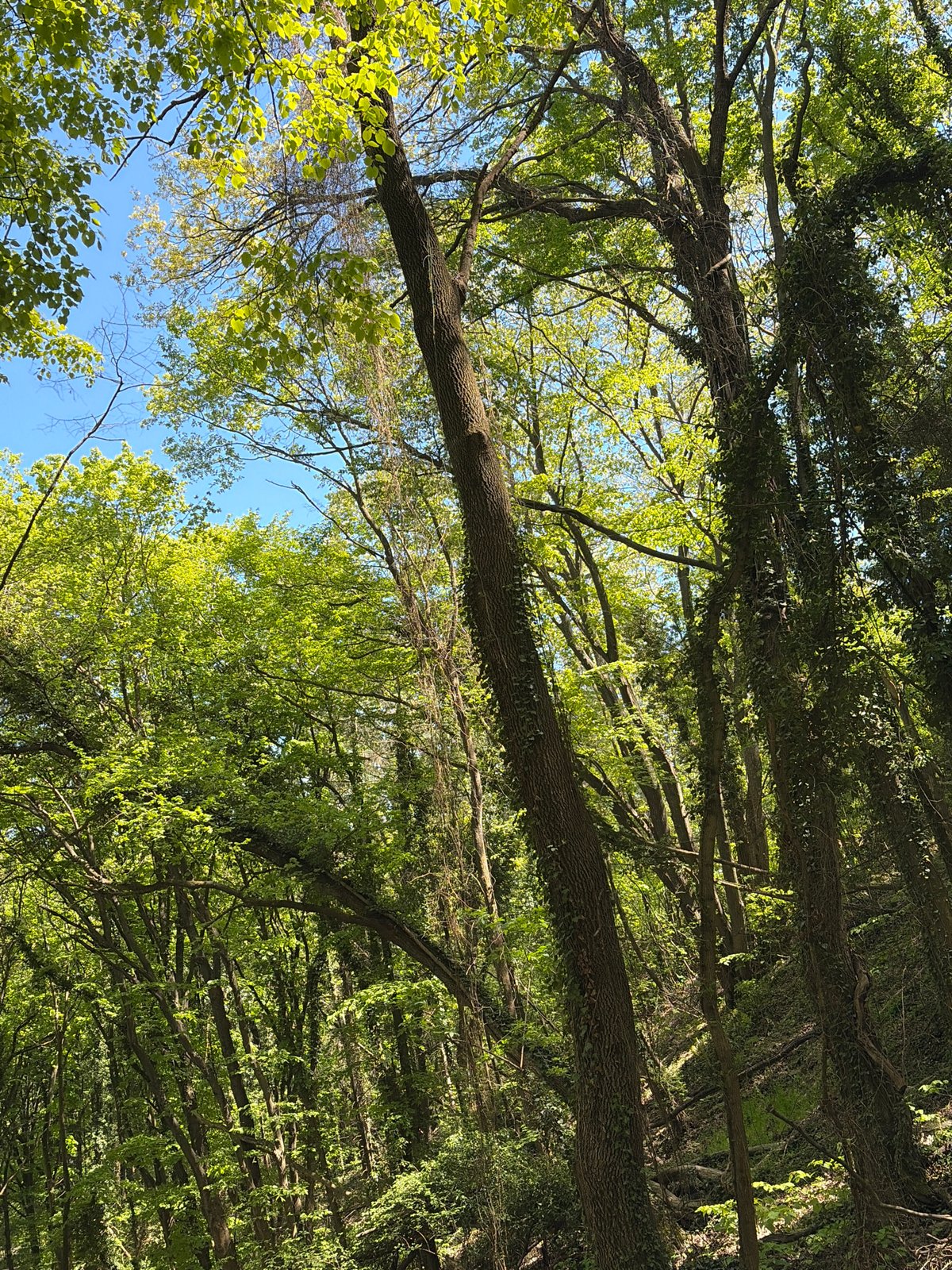 Upward tree canopy view captured in Varna, Bulgaria