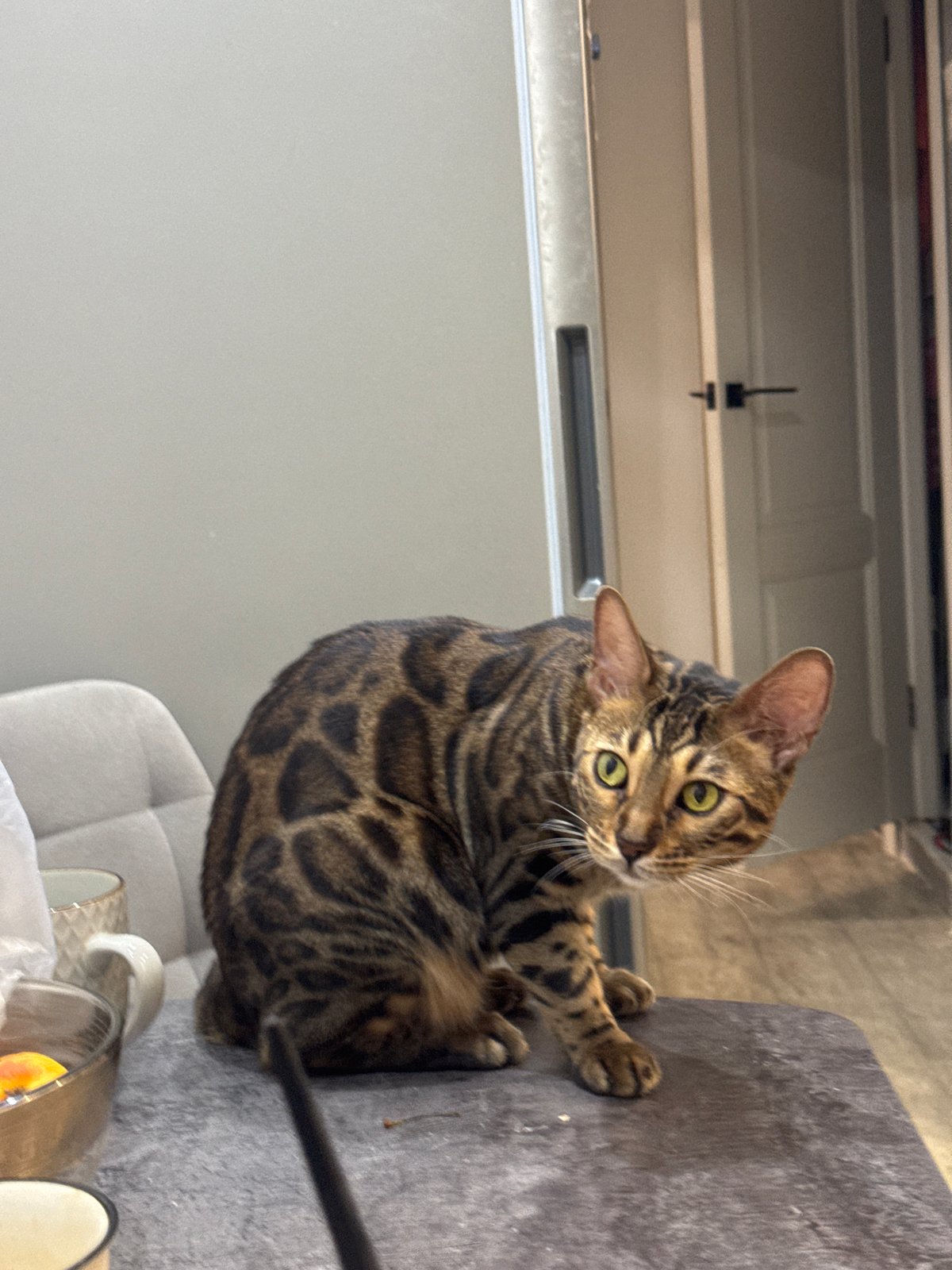 Bengal cat investigates and snacks on melon, then grooms