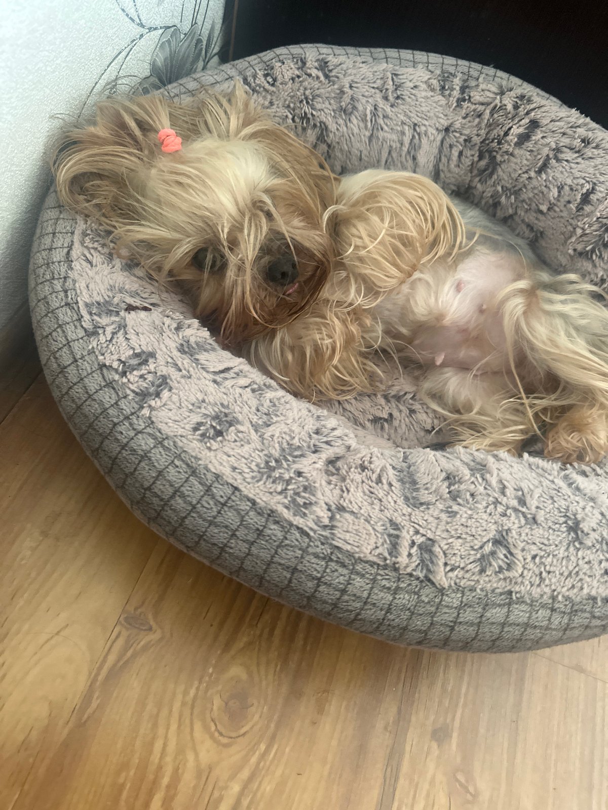 Two small dogs napping in grey beds, Sliven