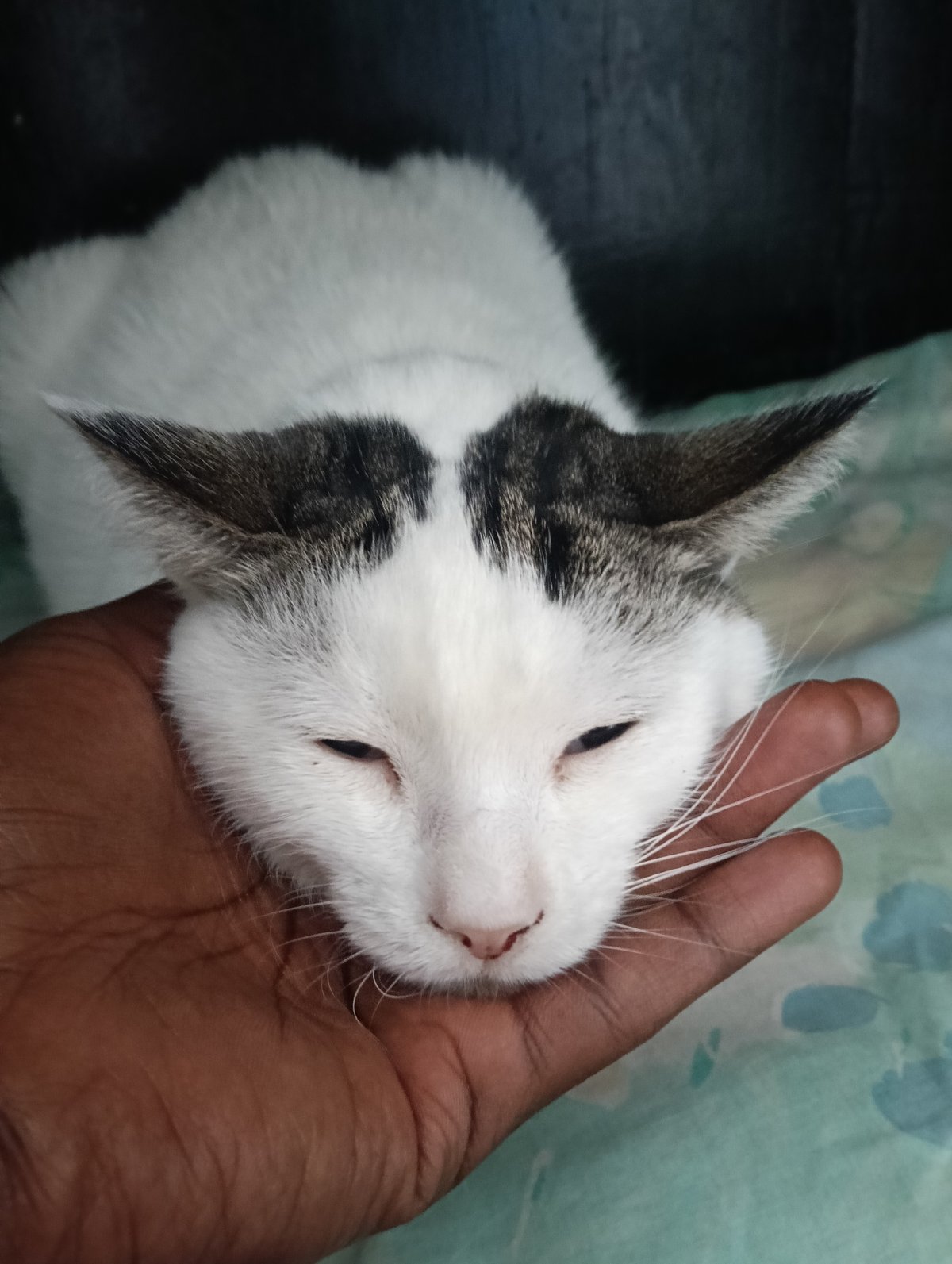 Quiet Monday morning moments in Nairobi: pets and maintenance