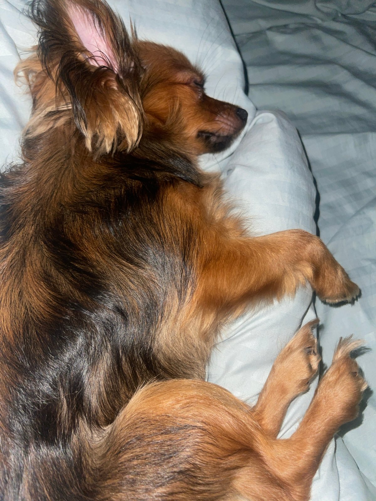 Pets dozing off as night settles in Марковский
