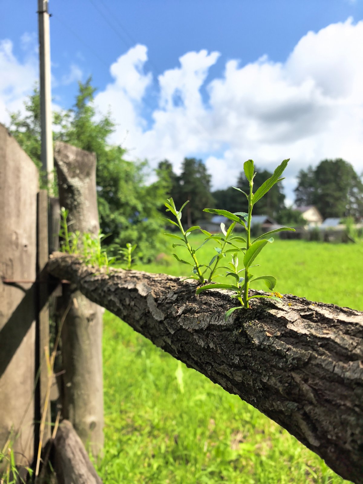 Storm aftermath in Garevaya: fallen branch, clearing skies