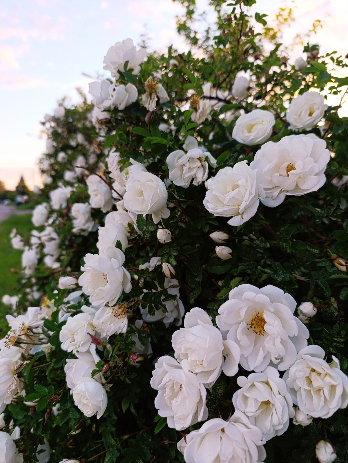 Woman photographs flowers during afternoon outing with child, car