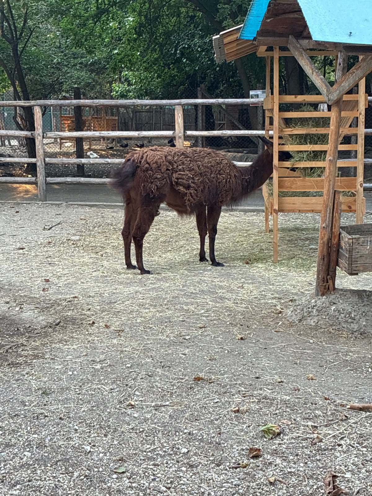 Llama, peacock, and meerkat spotted at Pazardzhik enclosure