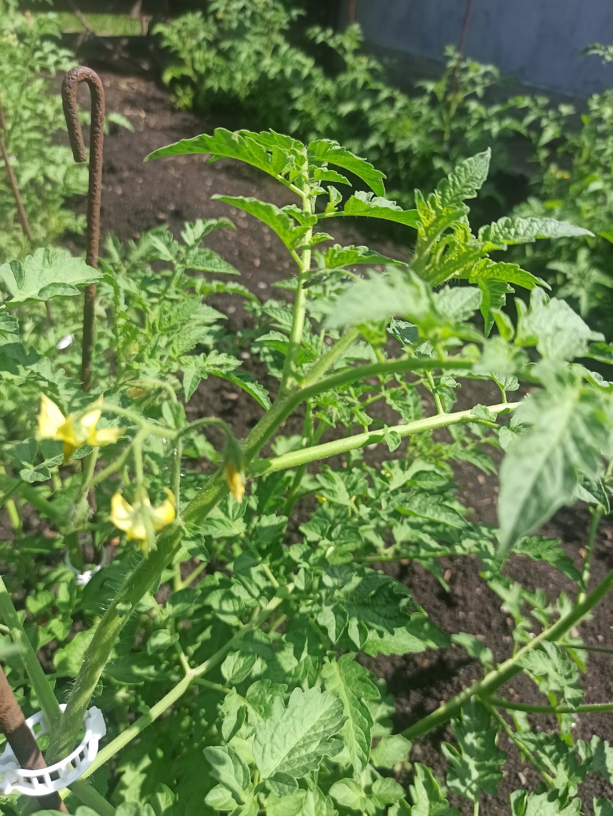 Summer garden teeming with produce, flowers, and busy insects
