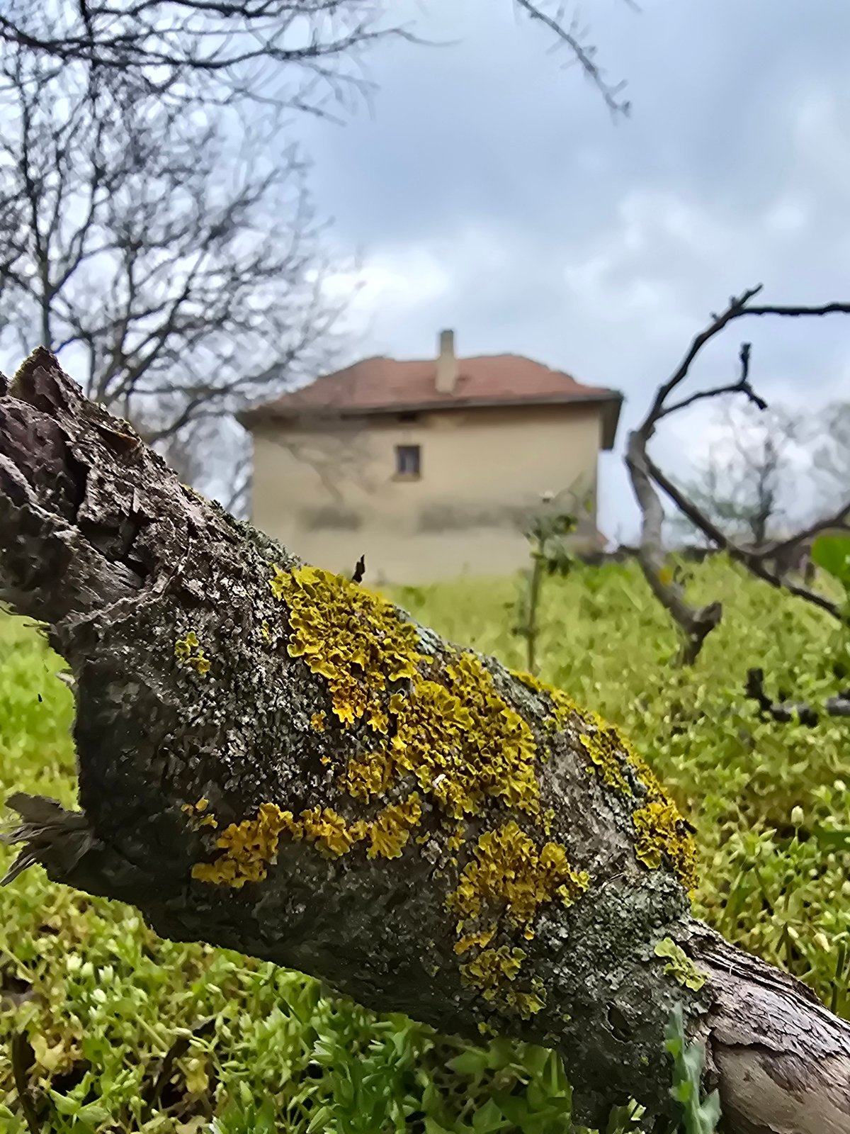 Rural property with weathered structures and spring vegetation documented