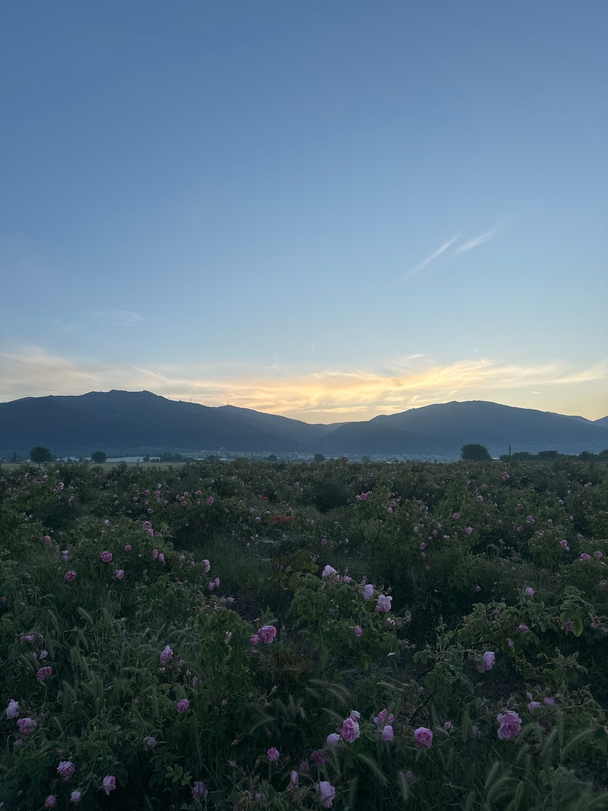 Pink flower field captured at dawn in Kran, Bulgaria